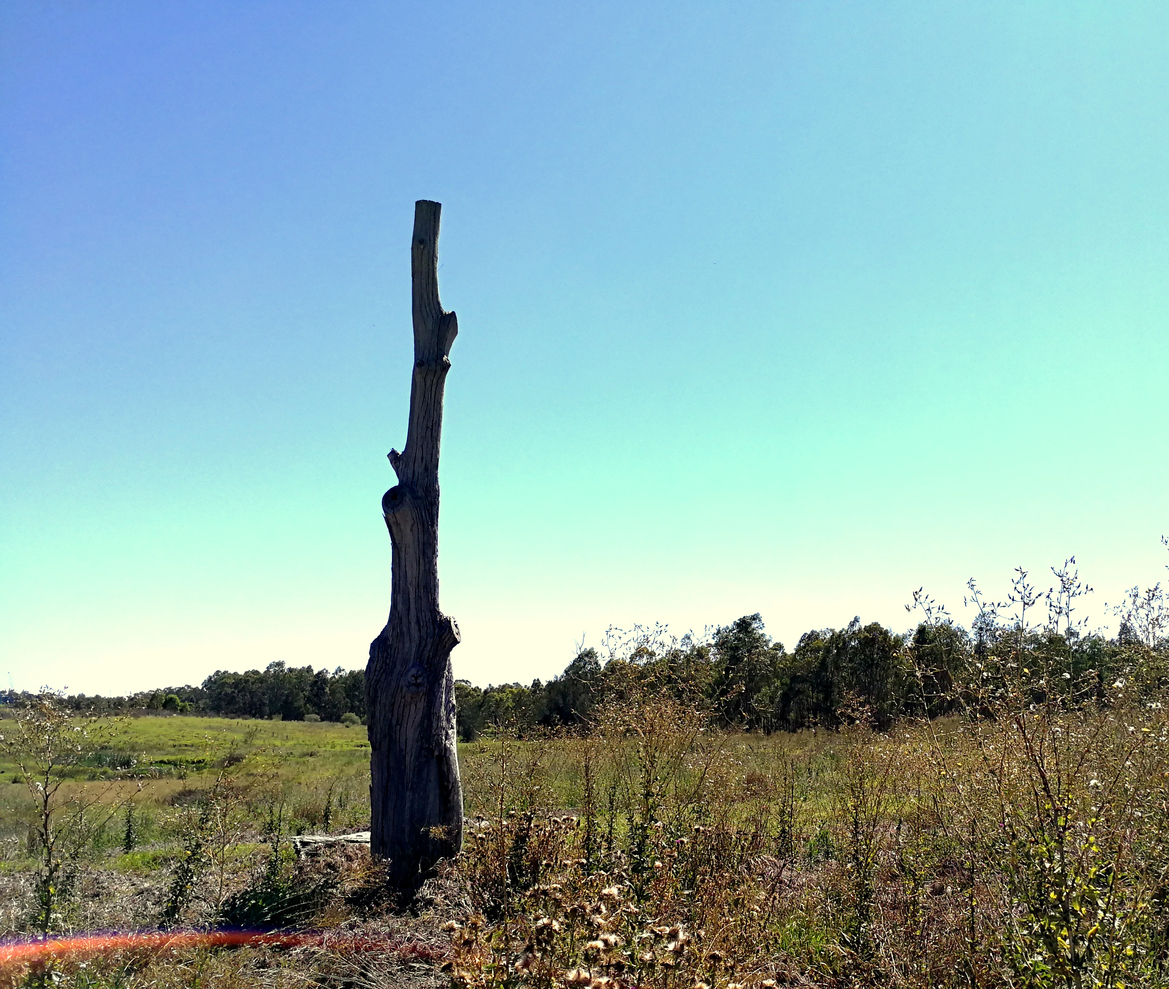 A dead, standing tree trunk rises from a field of dry grass and low shrubs under a clear blue sky in Western Sydney Parklands.