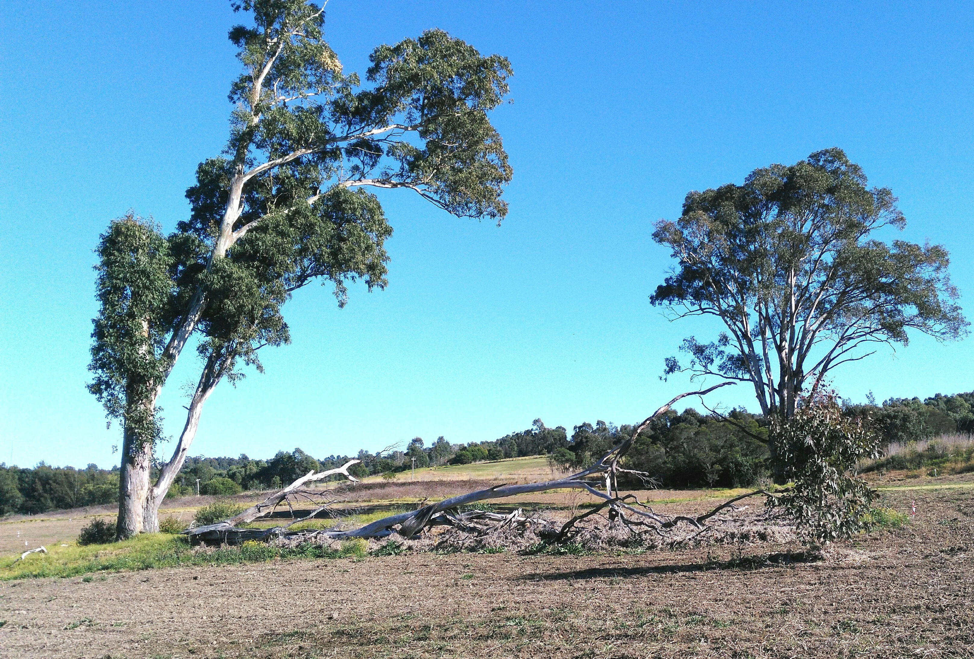 A wide view of an open field with sparse vegetation, featuring two large eucalyptus trees and a fallen tree trunk in the foreground, under a clear blue sky.