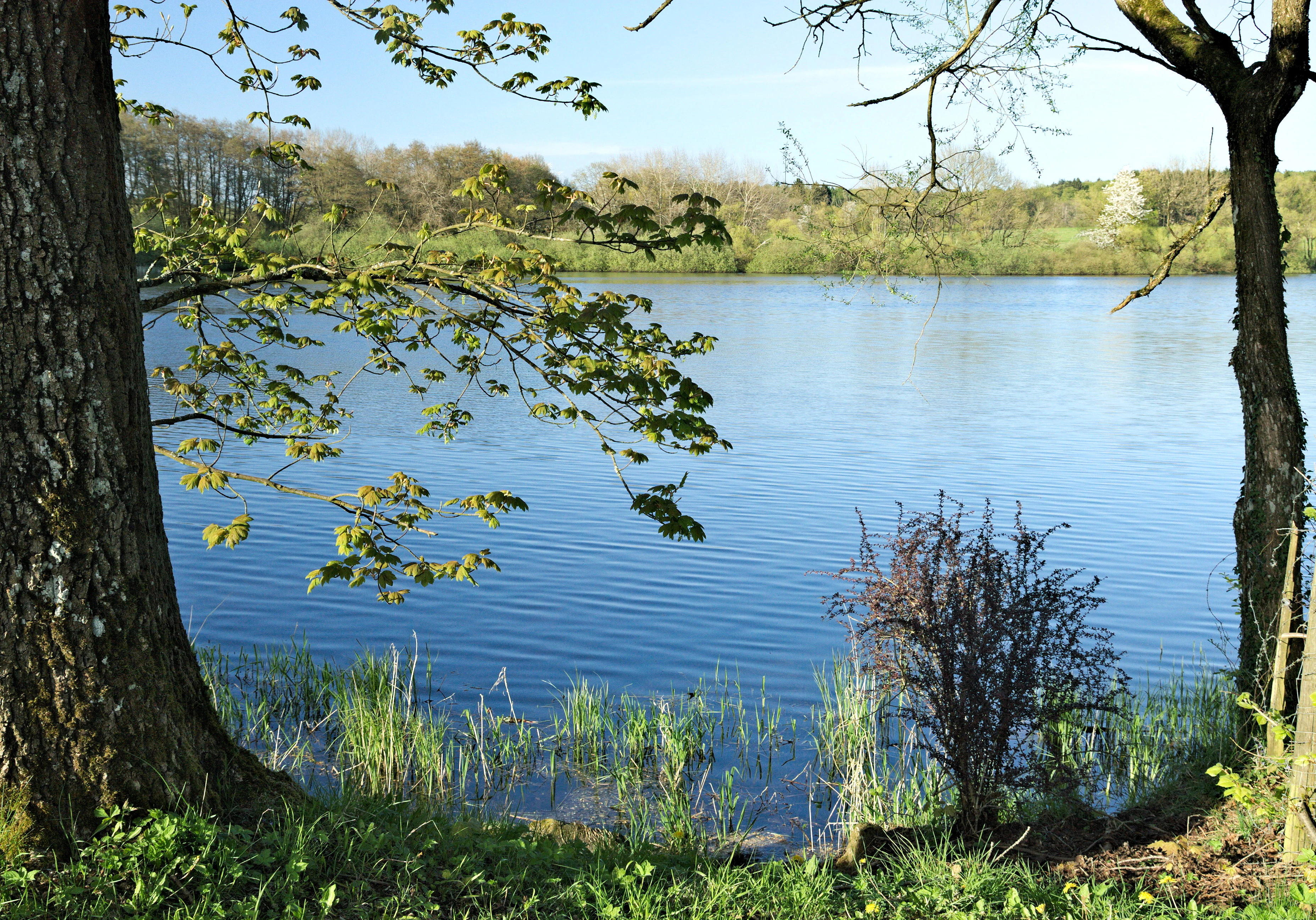 A serene view of a calm blue lake, framed by tree trunks and branches in the foreground, with a grassy bank and a wooded hillside visible across the water.