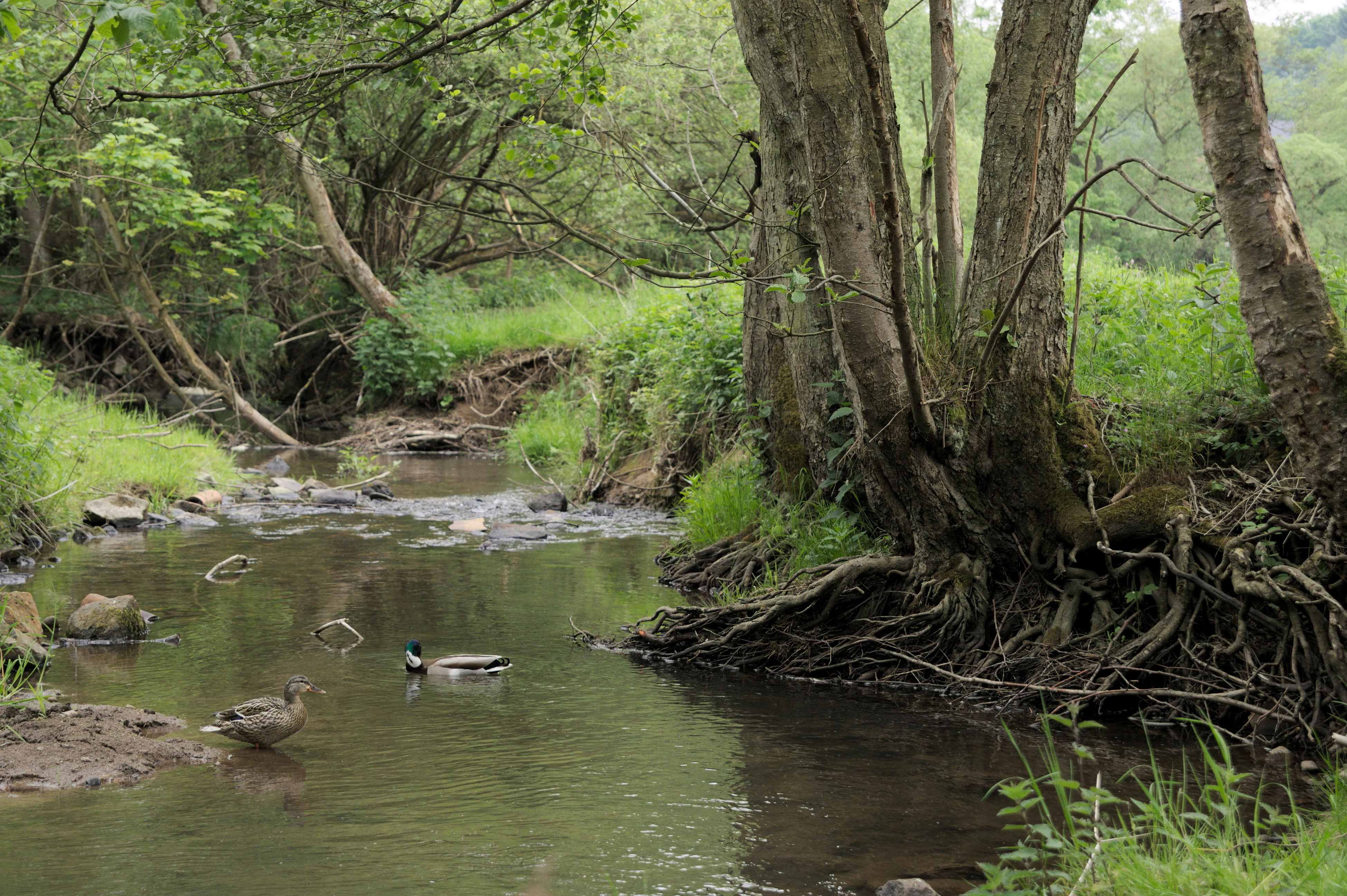 A small, slow-moving stream winds through a lush, green forest environment with large tree roots exposed on the bank and two ducks swimming in the water.