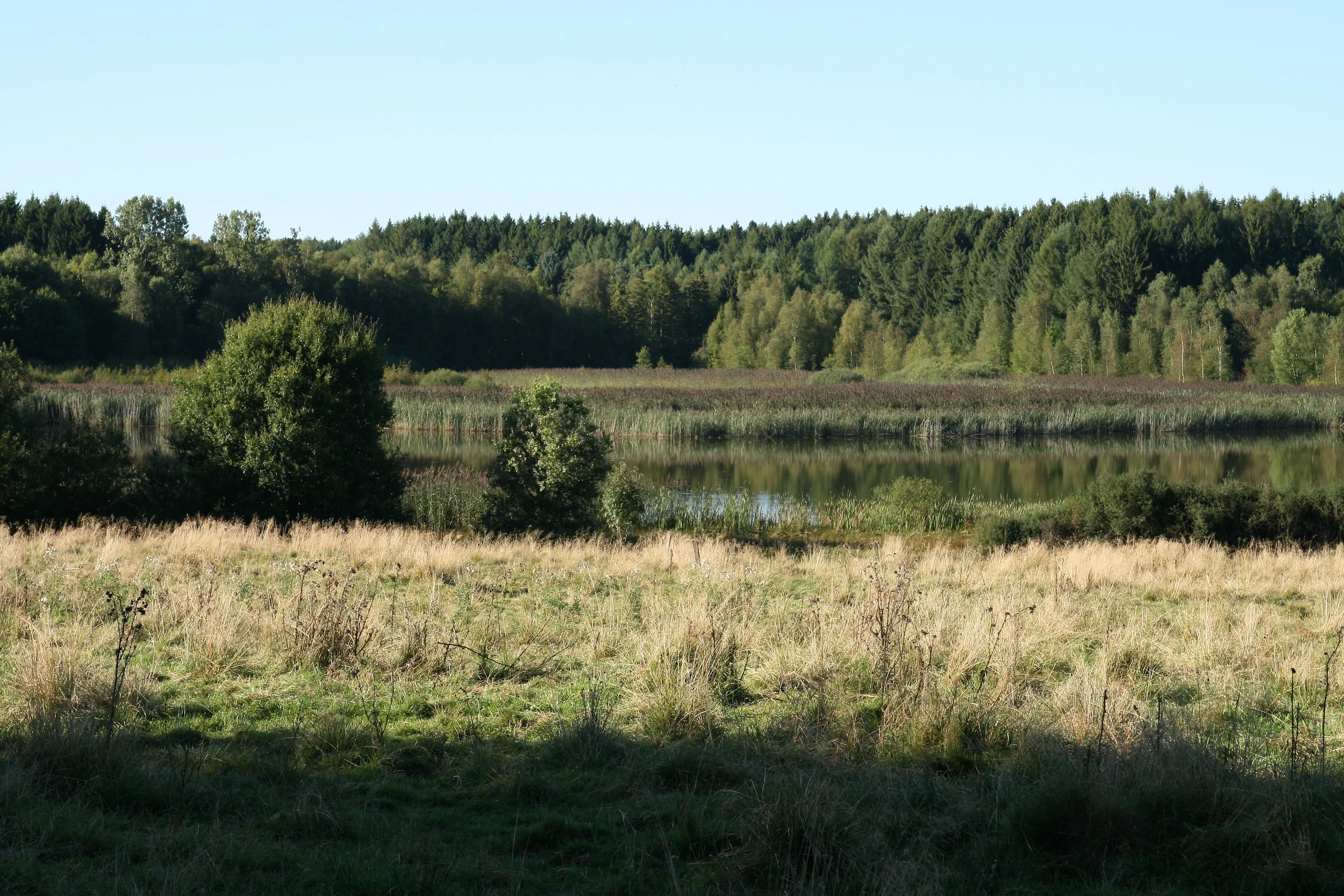 A wide view of a calm, reflective pond bordered by reeds and dense forest, with a golden meadow in the foreground.