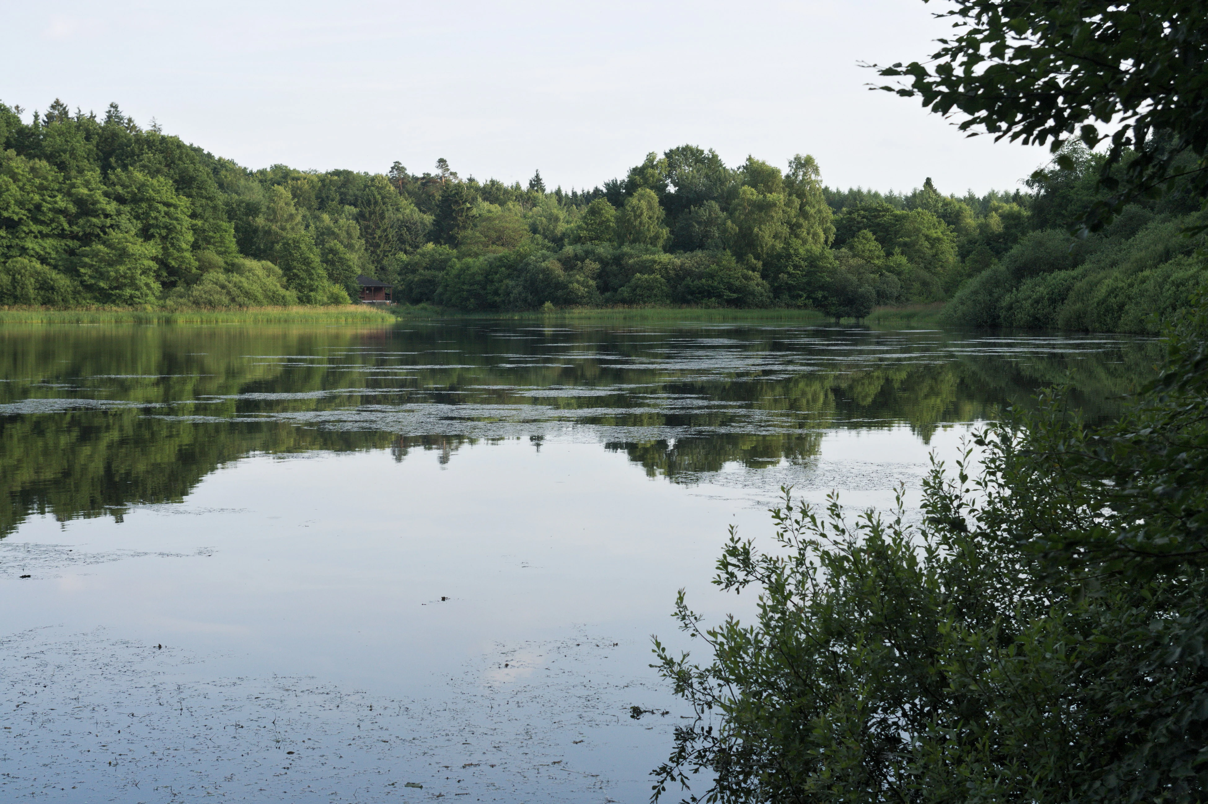 A calm, reflective lake surrounded by dense green forest foliage.