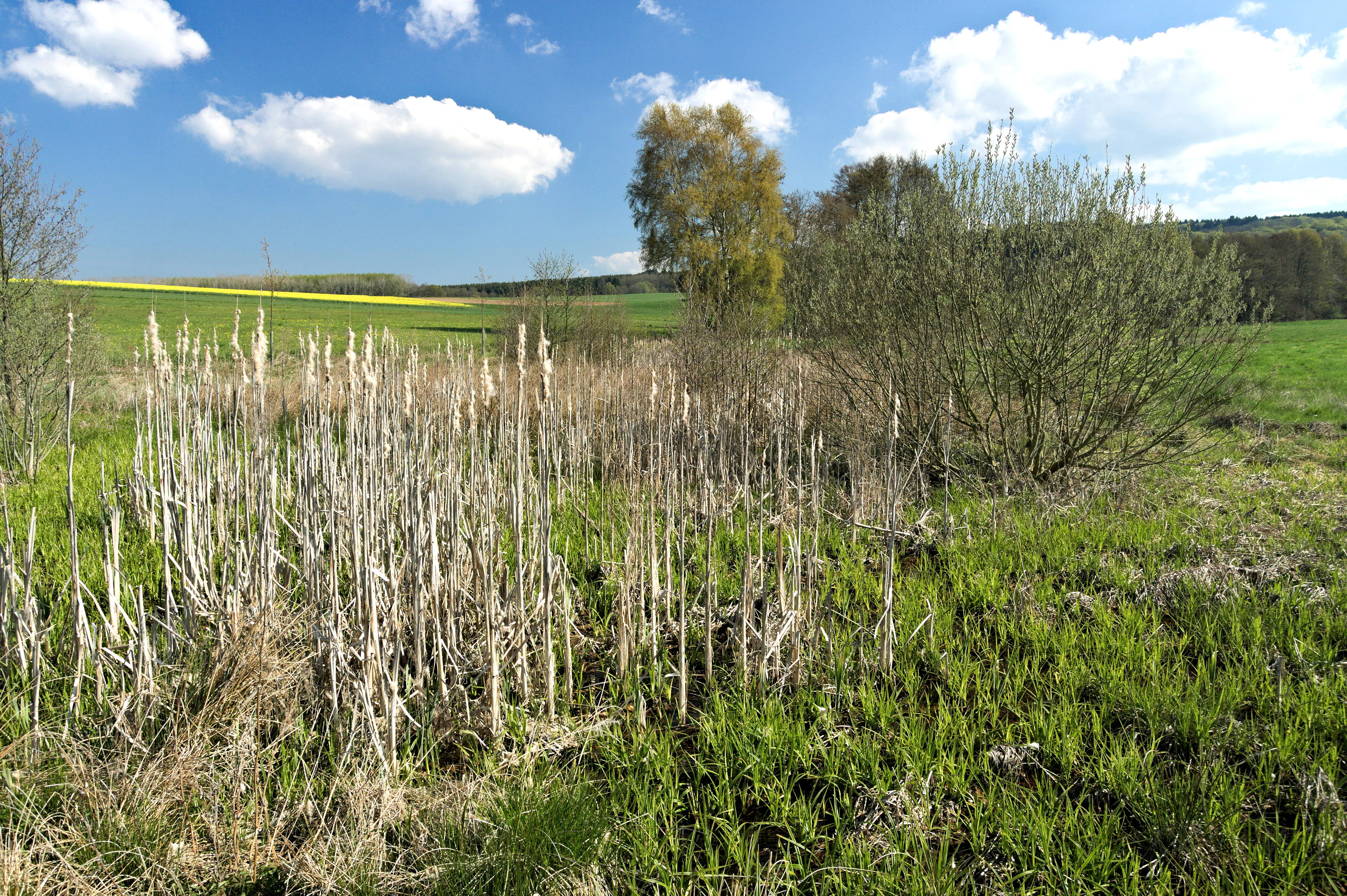 A wetland landscape under a blue sky with white clouds, showing a foreground of dry cattails and green grass, with trees and a yellow field in the background.