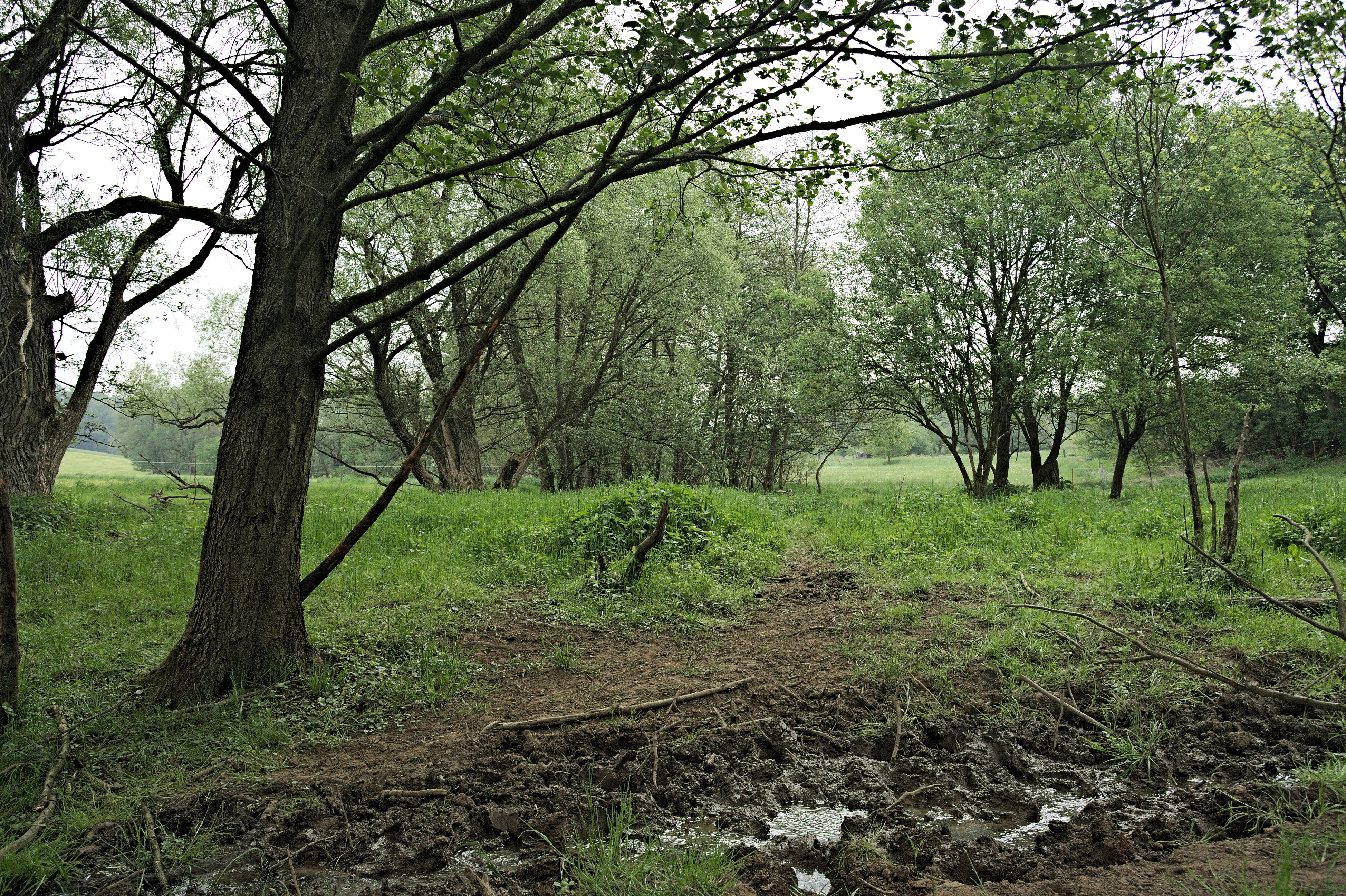 A meadow scene with a muddy foreground, surrounded by deciduous trees and green grass under an overcast sky.