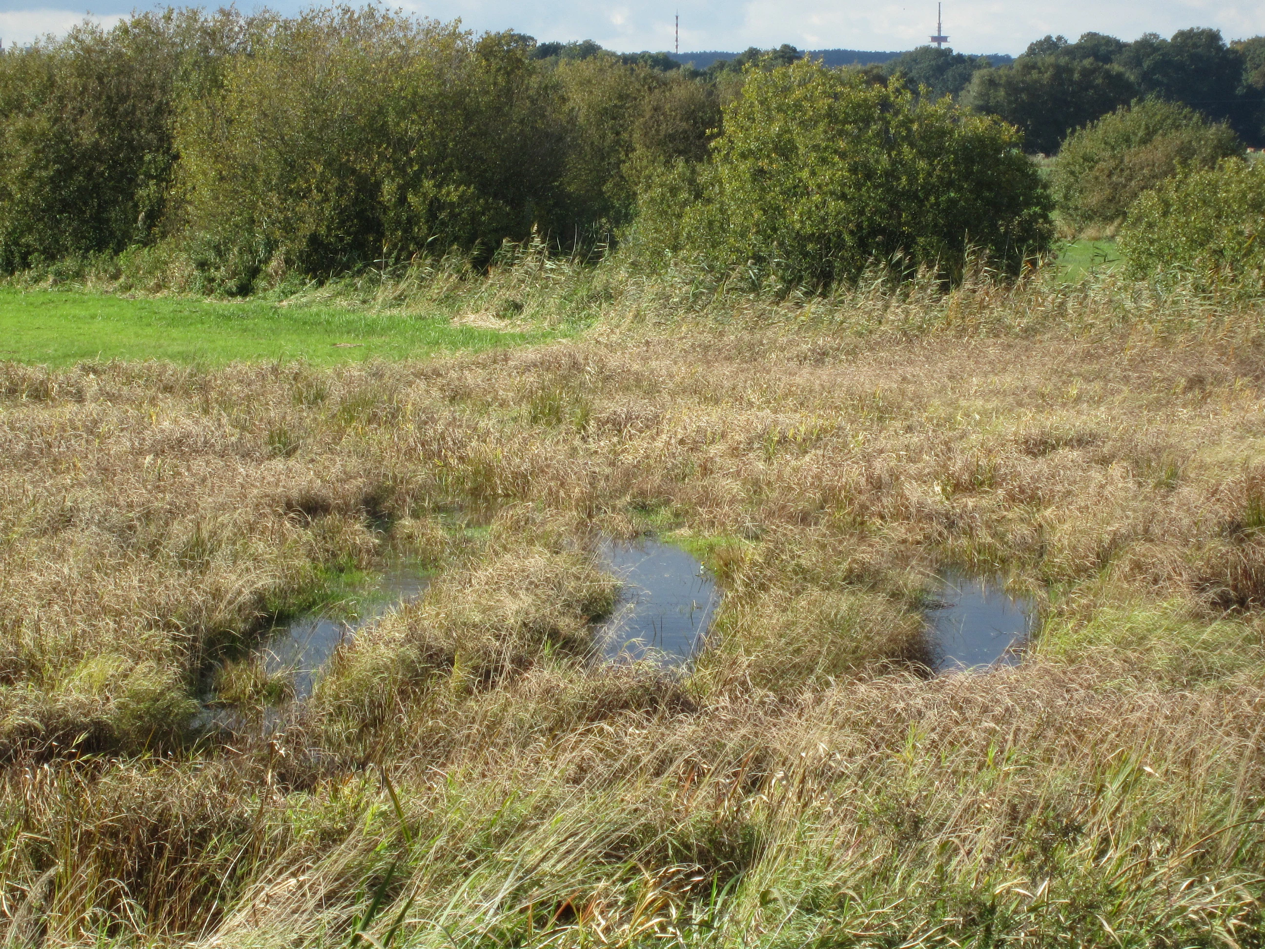 A low-angle view of a grassy, marshy meadow with small, stagnant pools of water among the reeds, backed by a dense line of trees under a cloudy sky.