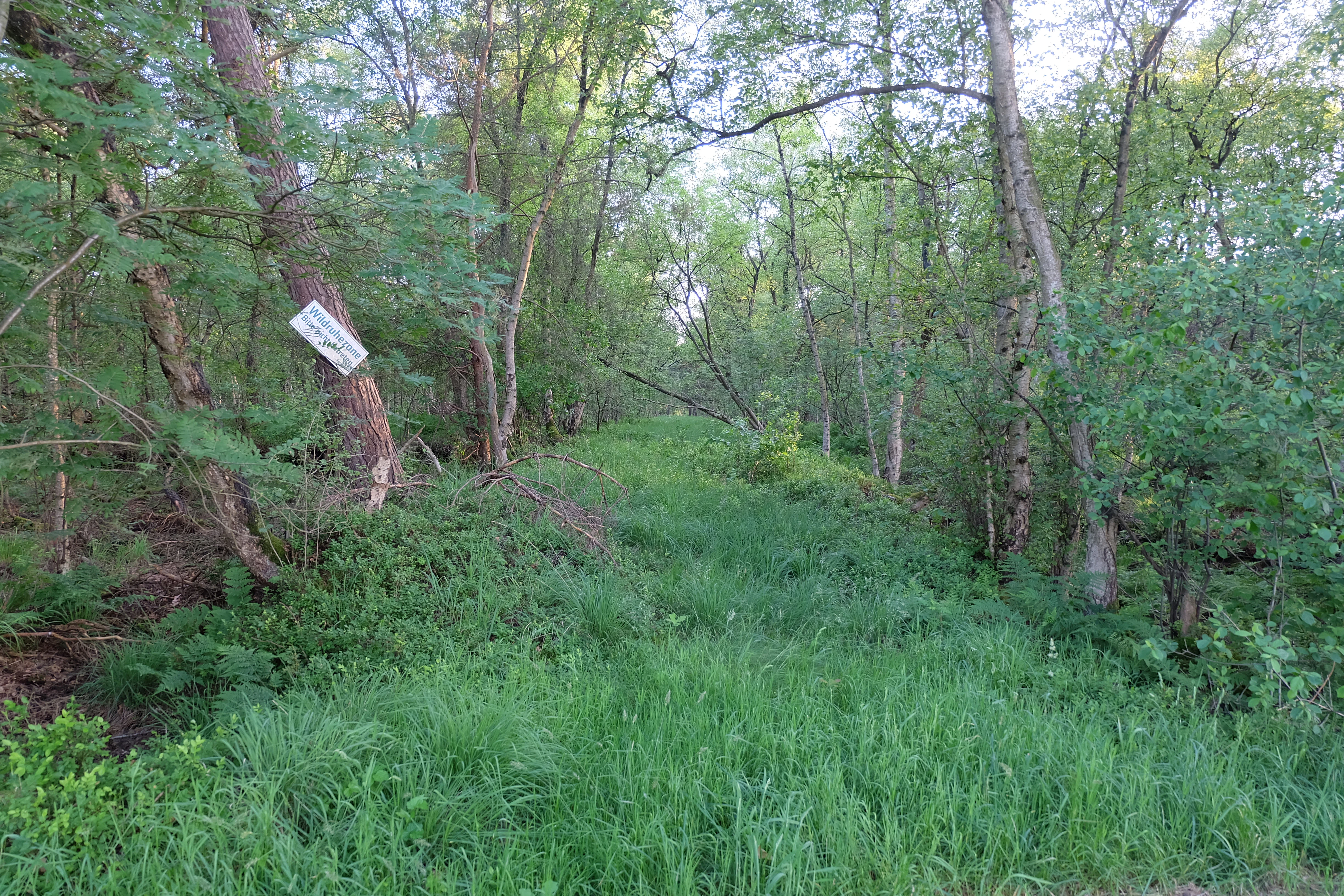 A dirt path partially overgrown with tall green grass leading into a thick, leafy forest in a nature reserve.