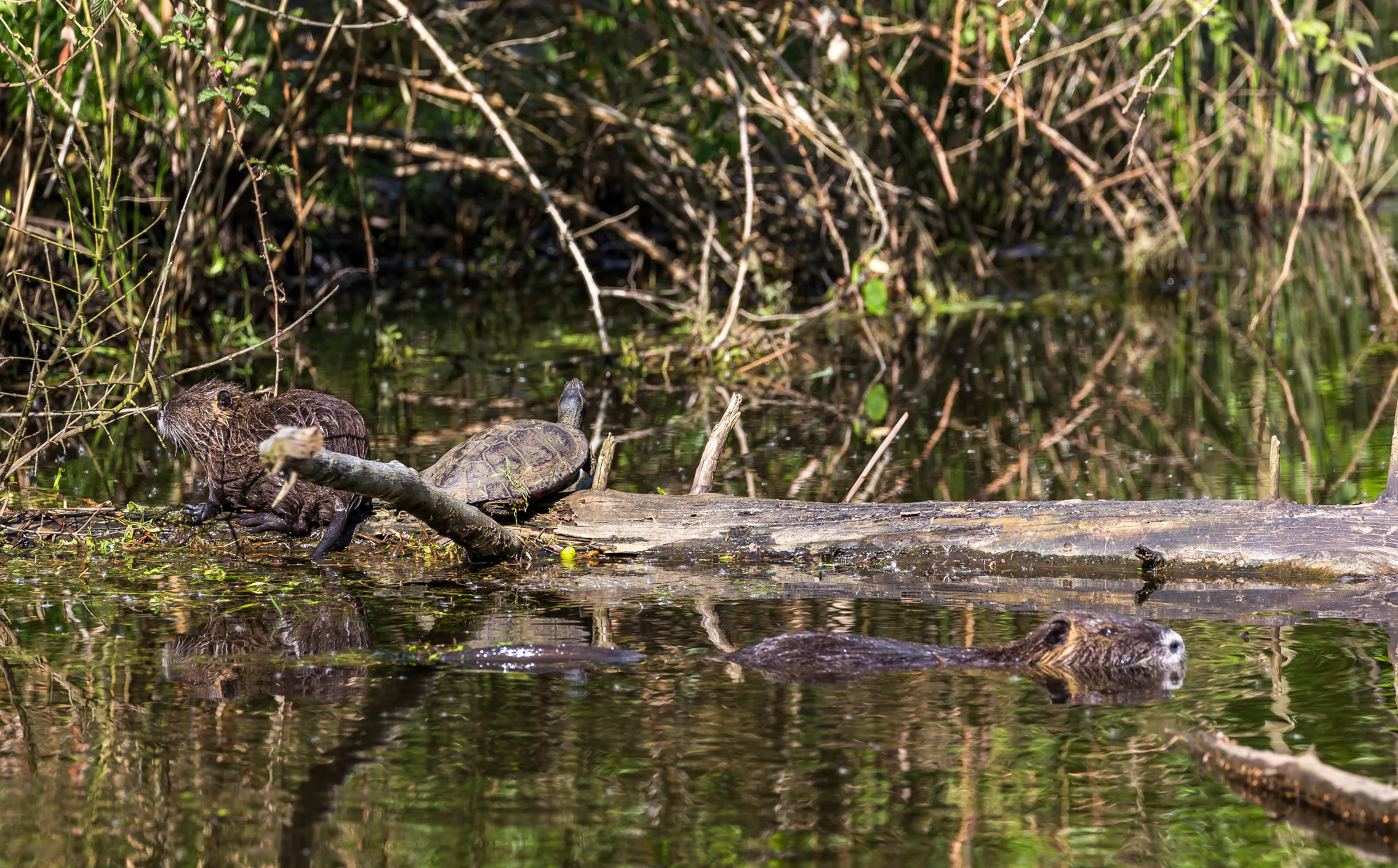 A brown nutria and a turtle are perched on a submerged log in a wetland, with another nutria swimming in the water nearby.