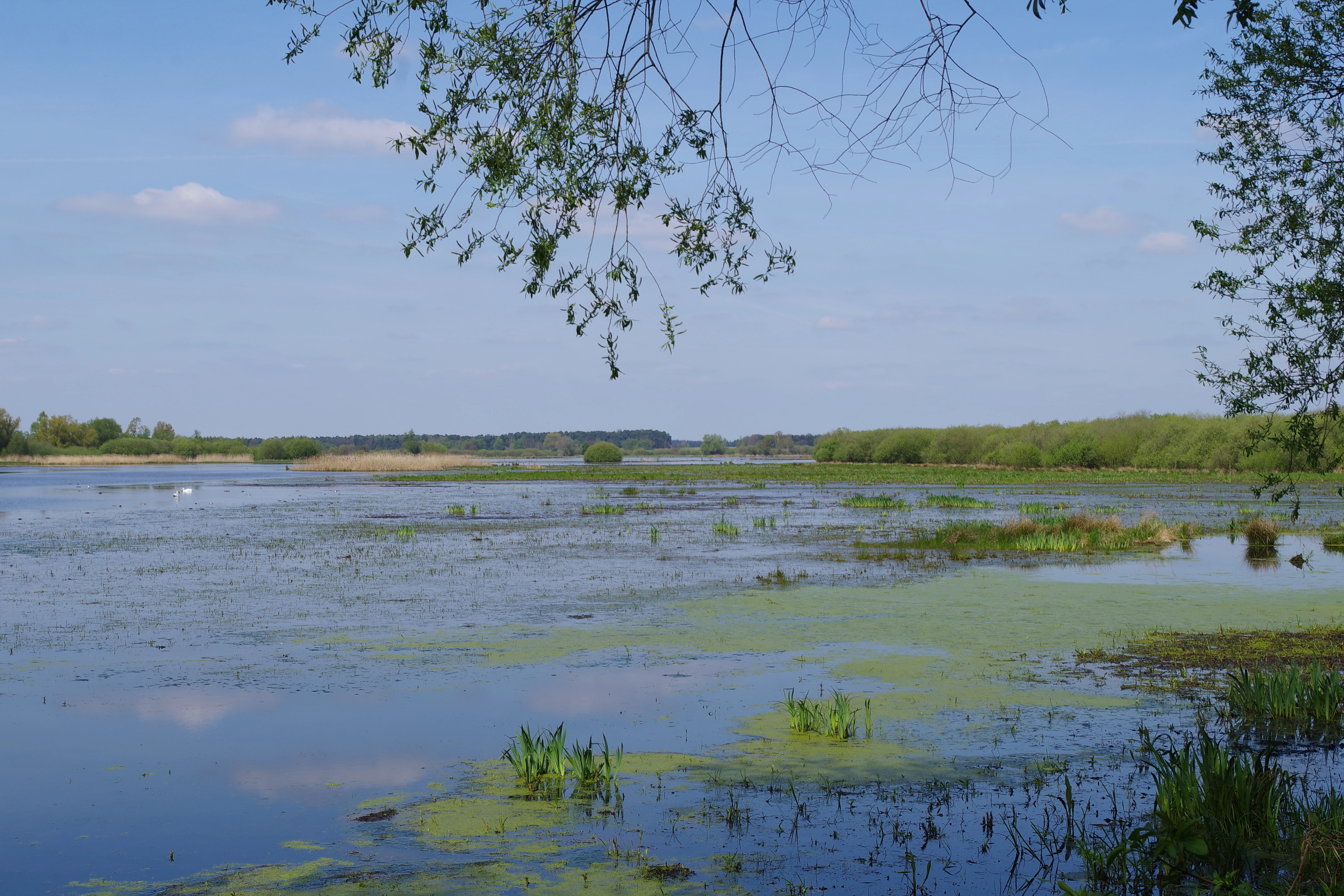 A wide view of a calm wetland with patches of green vegetation on the water surface; distant tree lines and a clear blue sky in the background.