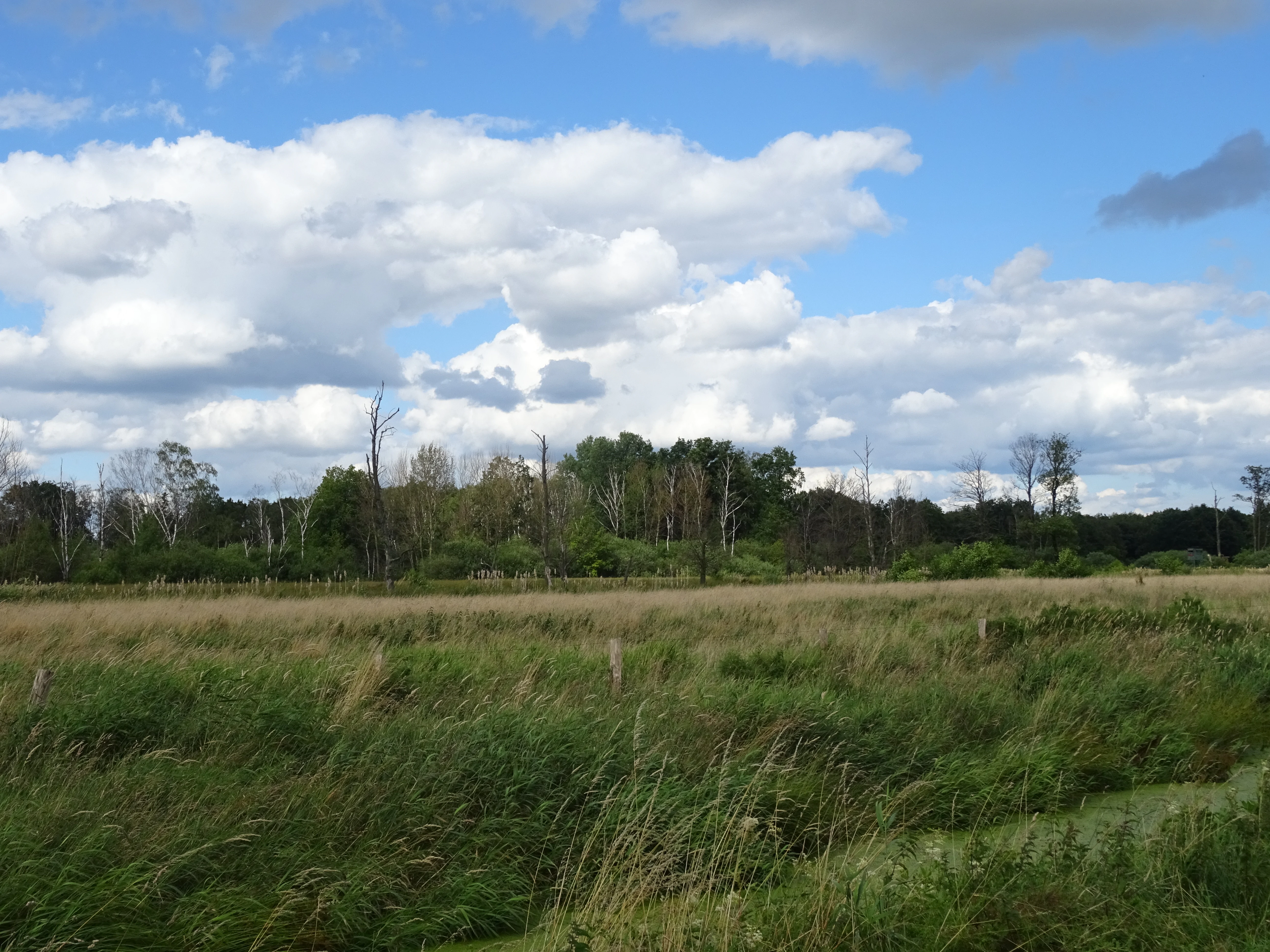 A wide view of a grassy moorland landscape under a partly cloudy blue sky, with a line of trees in the background.
