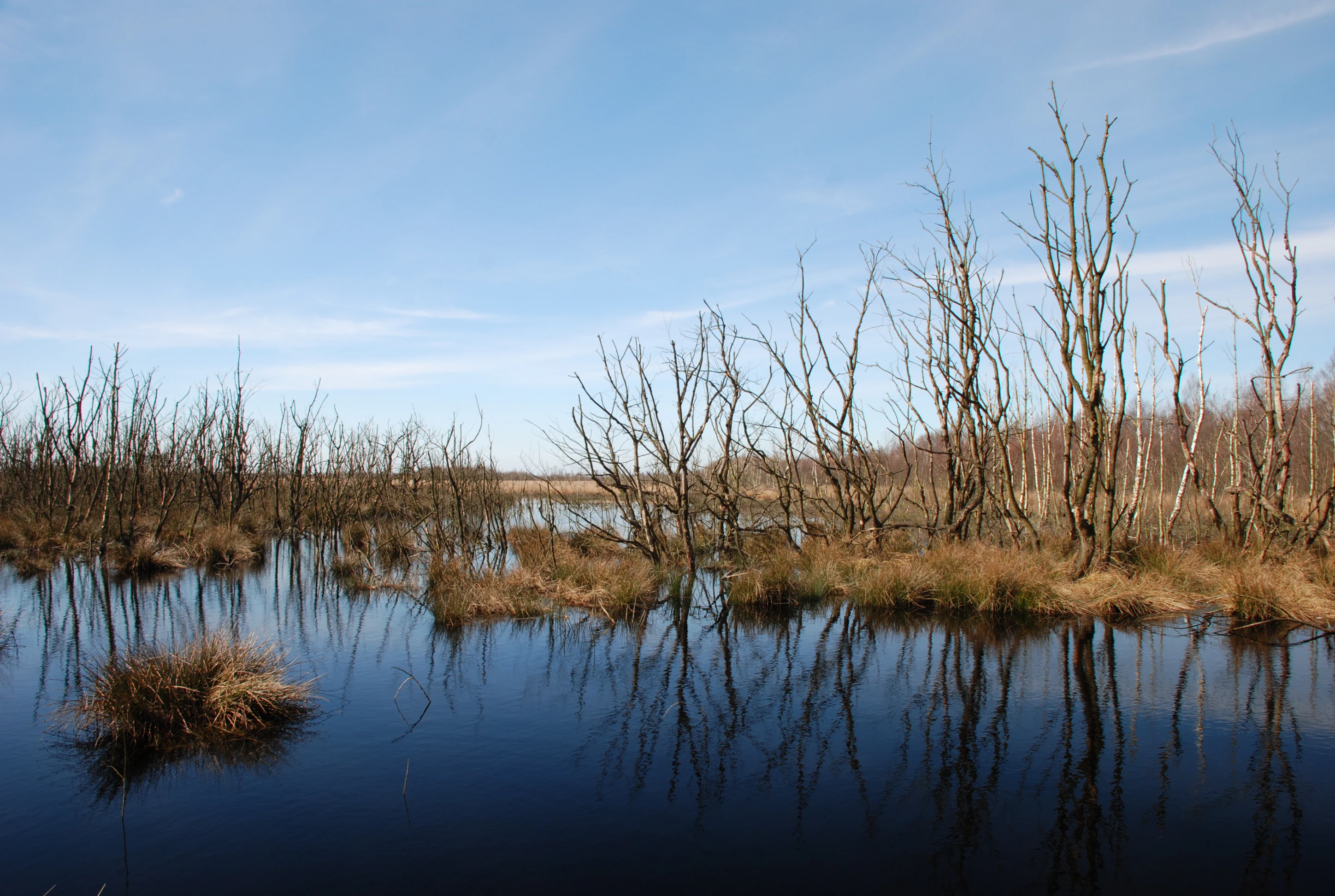 A wide landscape view of a flooded peat bog in winter, with bare trees reflecting in dark standing water under a clear blue sky.