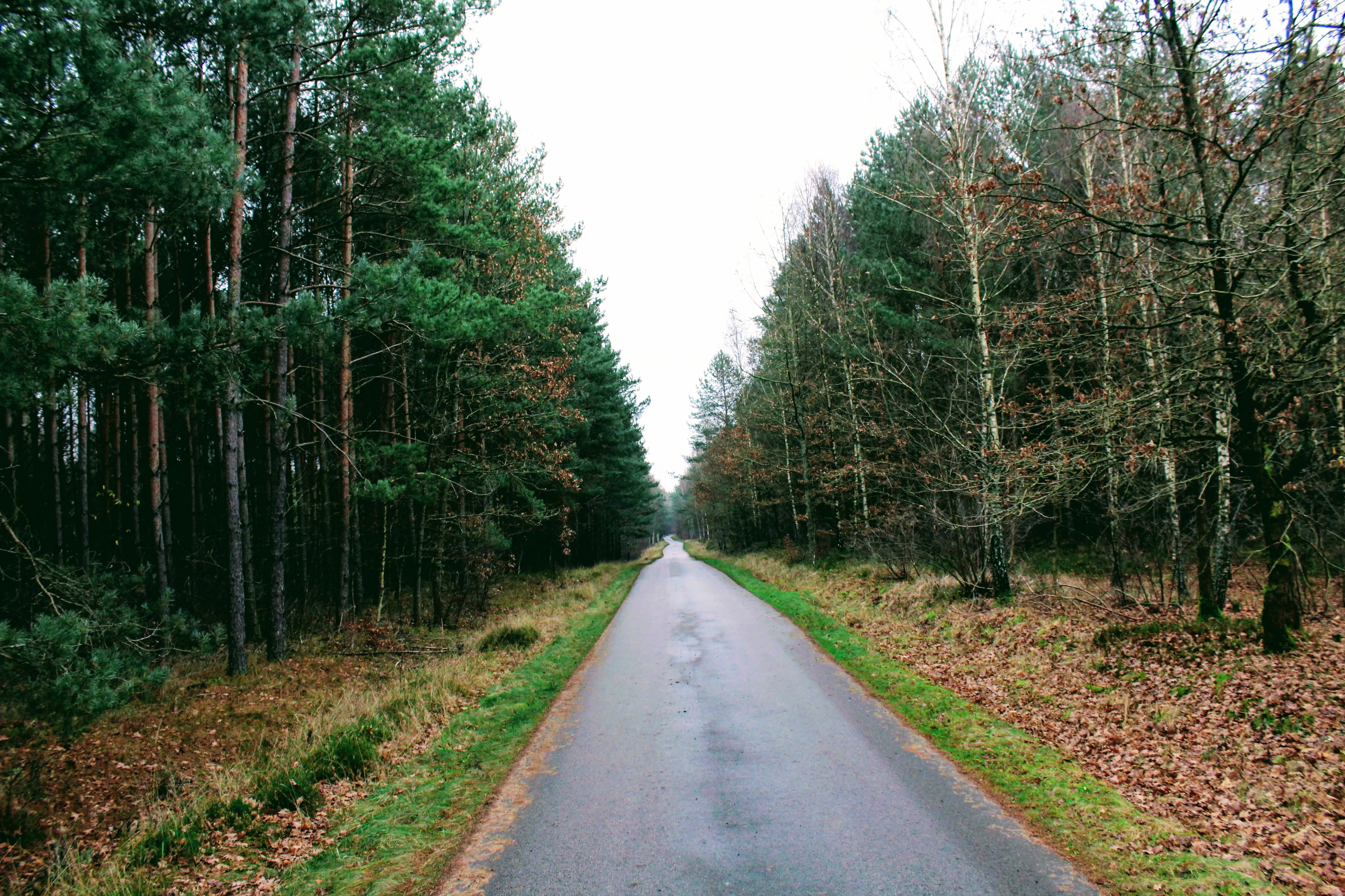 A straight asphalt road stretching into the distance, flanked on both sides by dense coniferous and deciduous trees under an overcast sky.