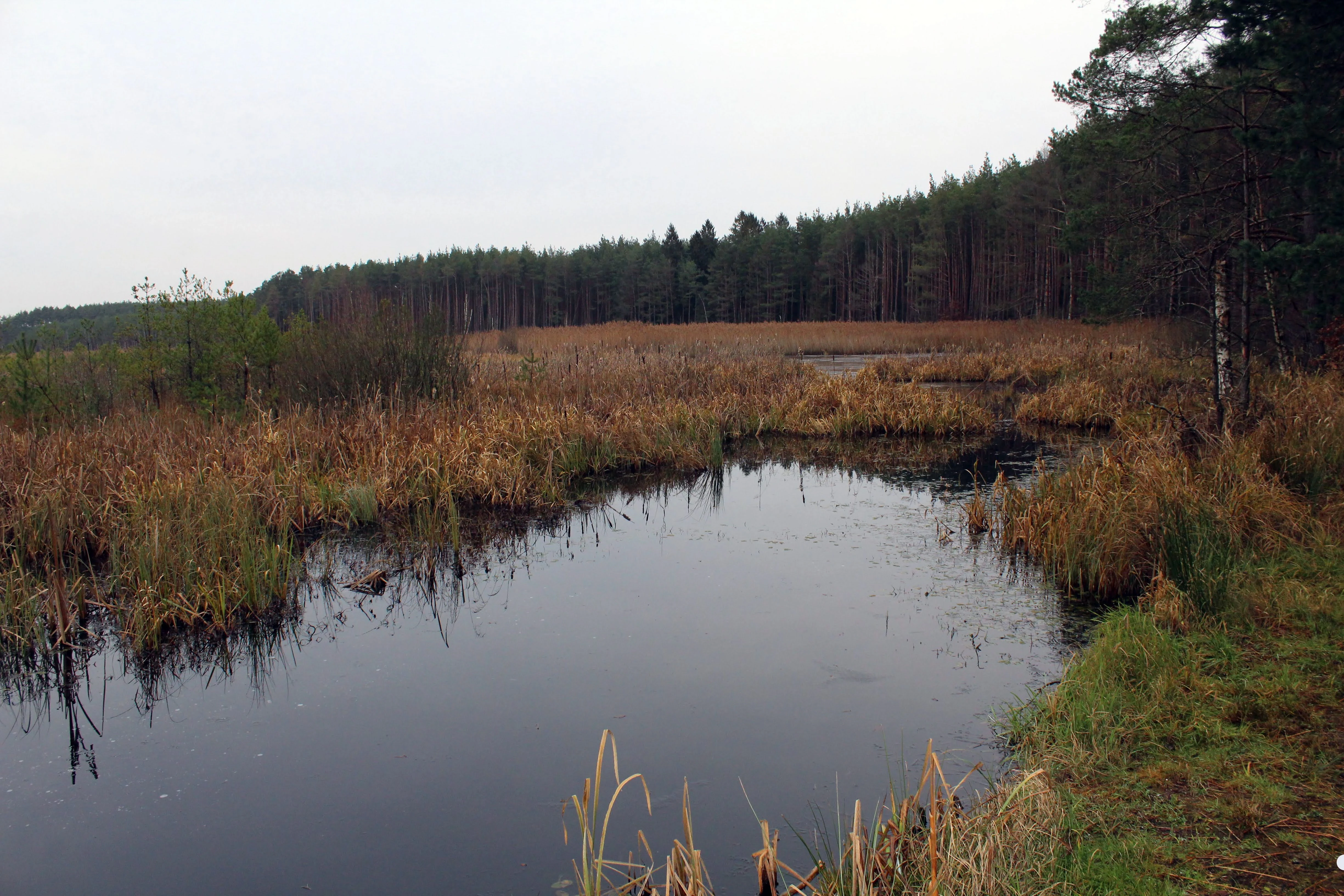 A calm, dark-water lake surrounded by grasses, reeds, and a pine forest under an overcast sky.