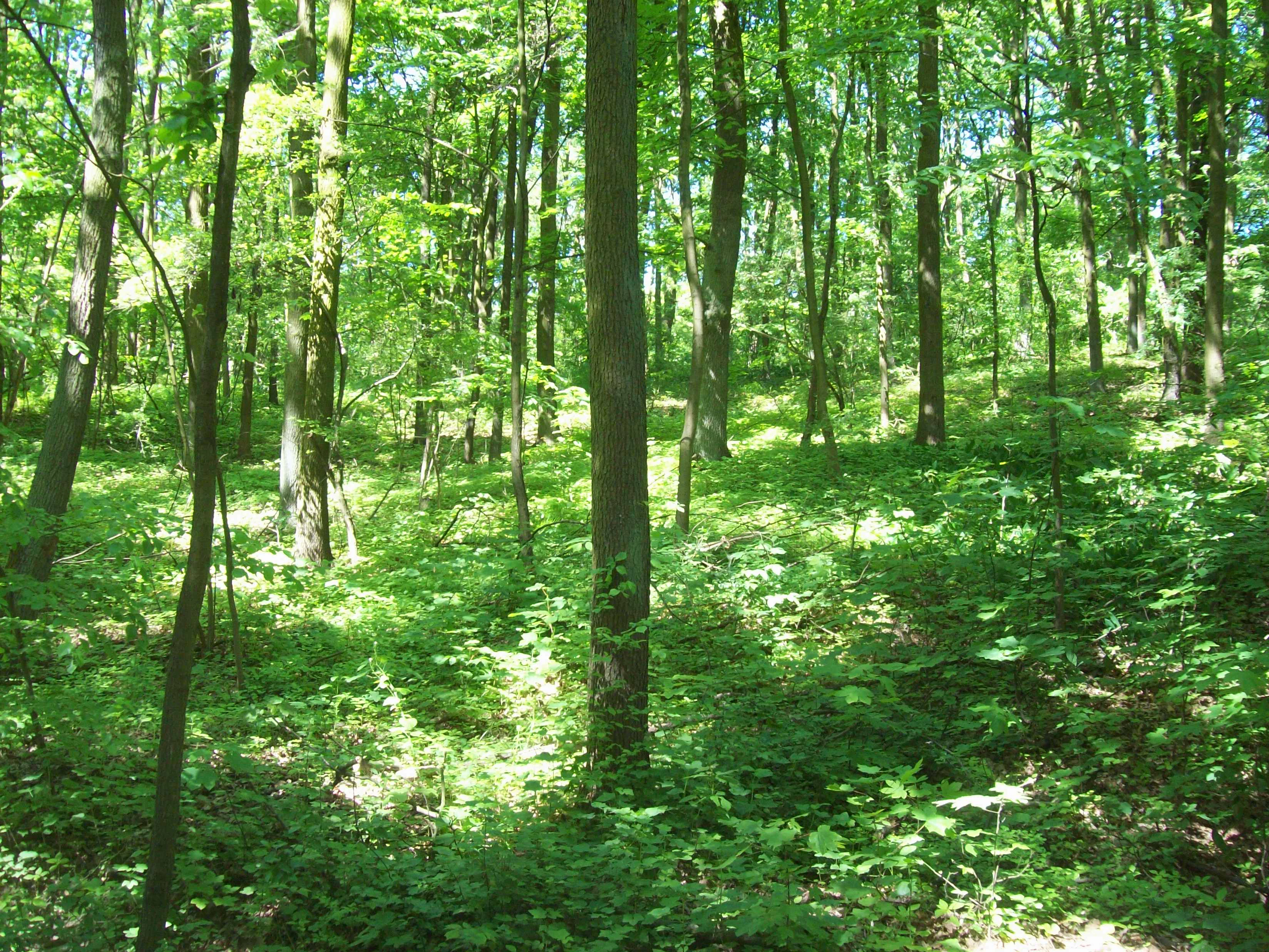Dense green forest with tall trees and sunlight filtering through the canopy