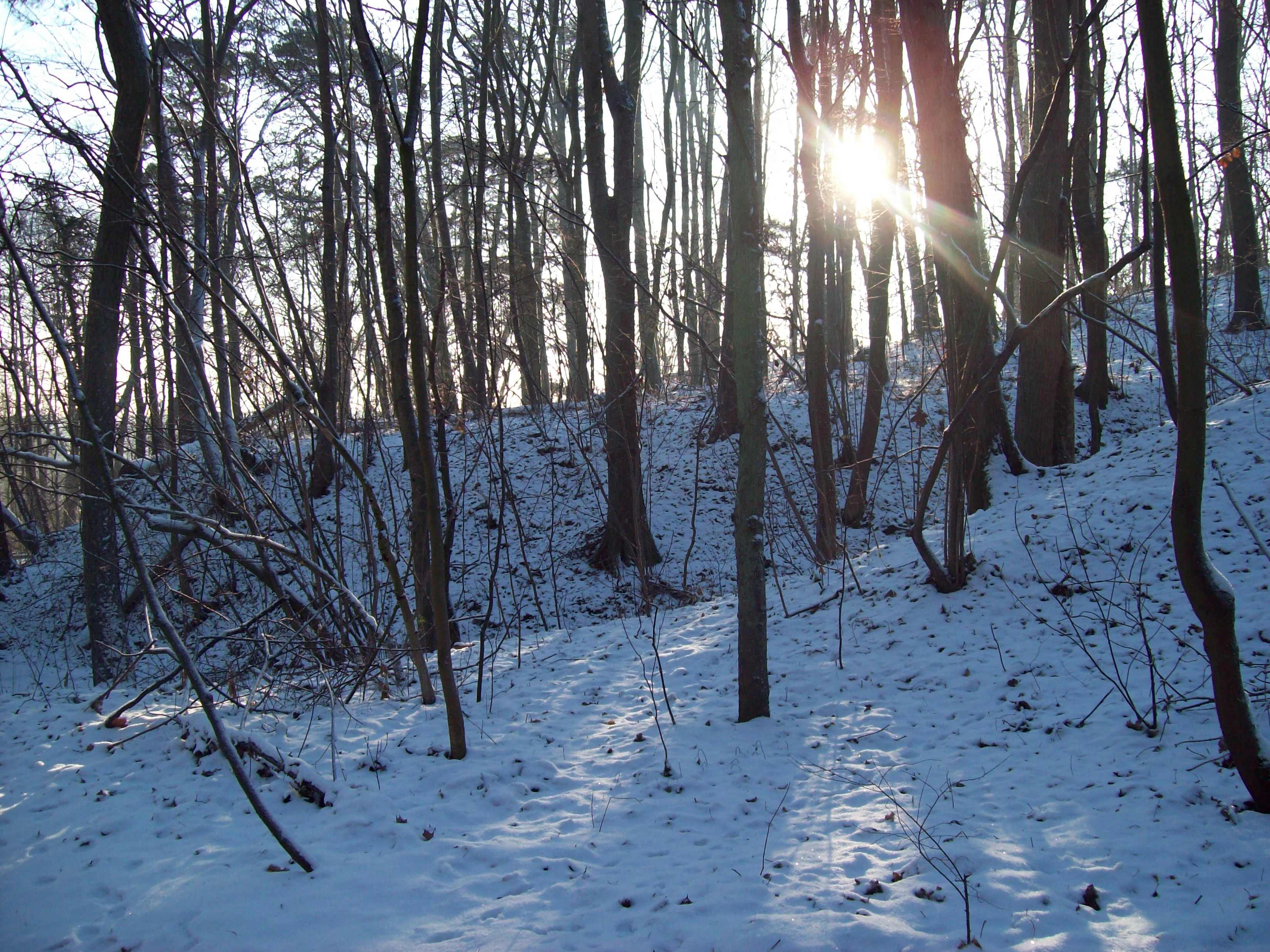 Wielkopolski National Park in winter