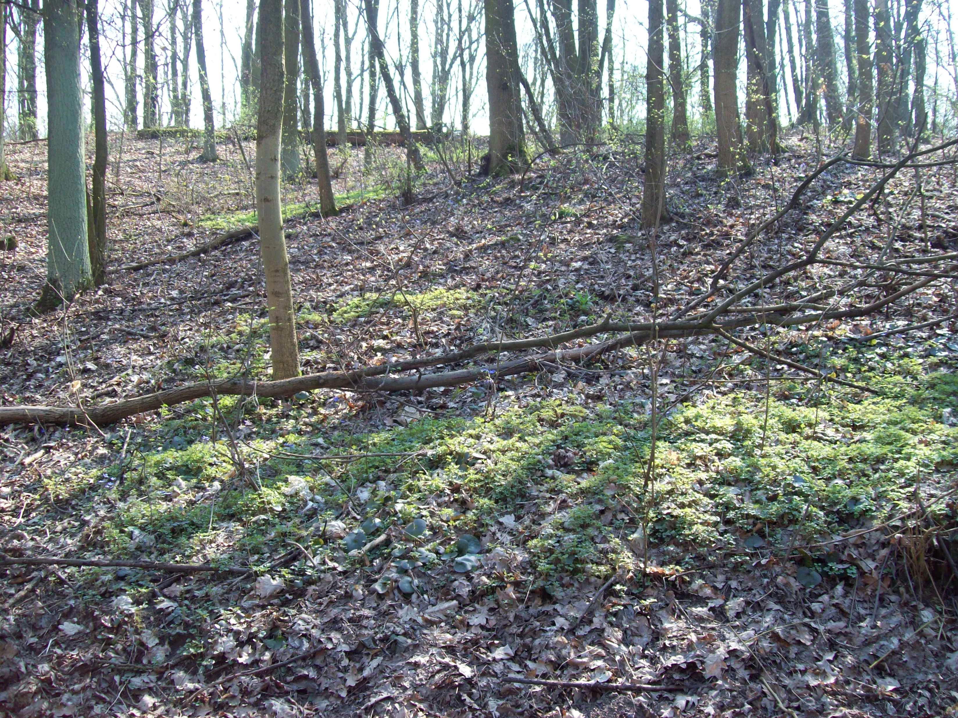 Wielkopolski National Park in spring