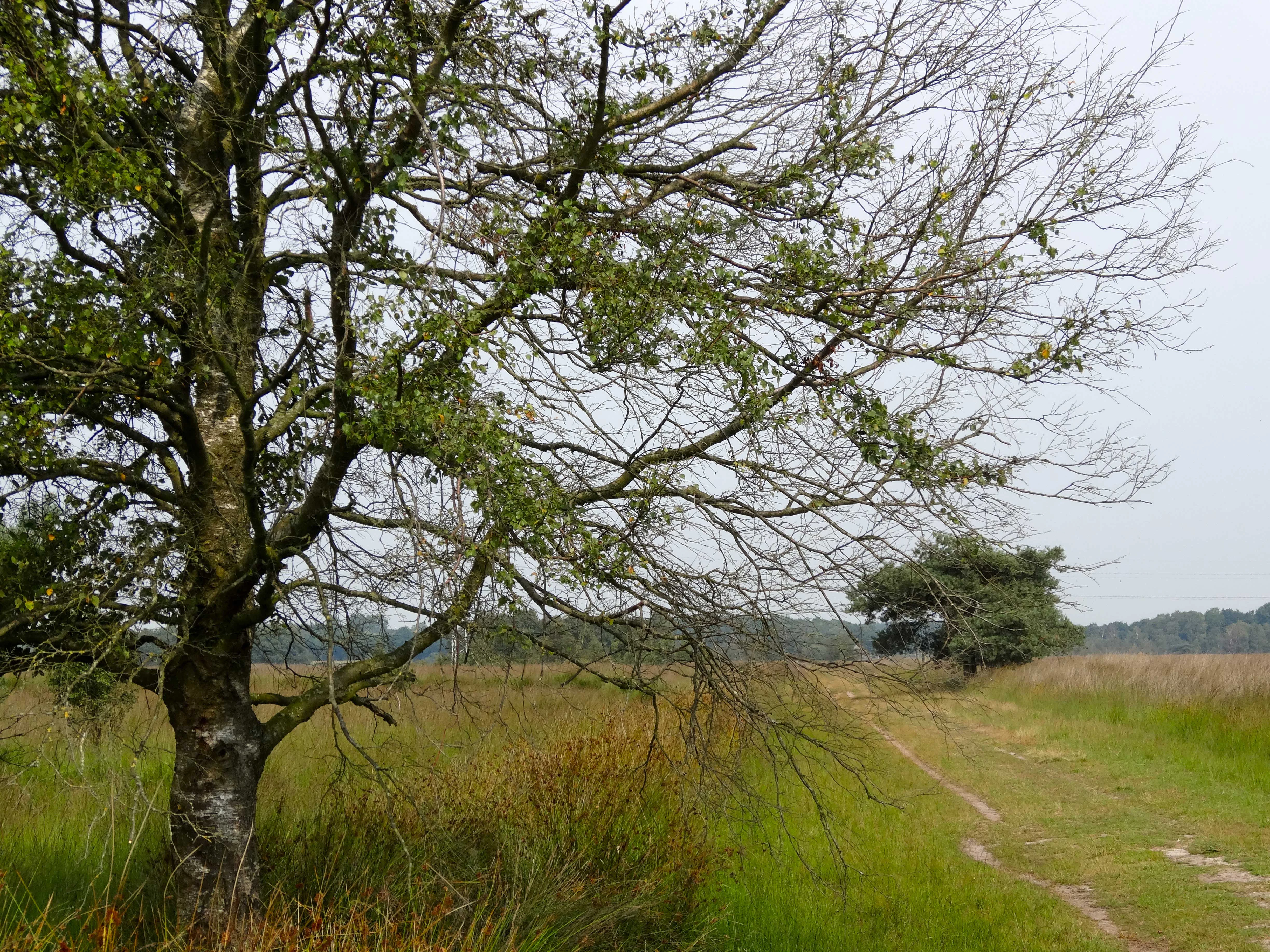 A dirt path leads into the distance through a flat, open heathland landscape with a large birch tree in the immediate foreground under an overcast sky.