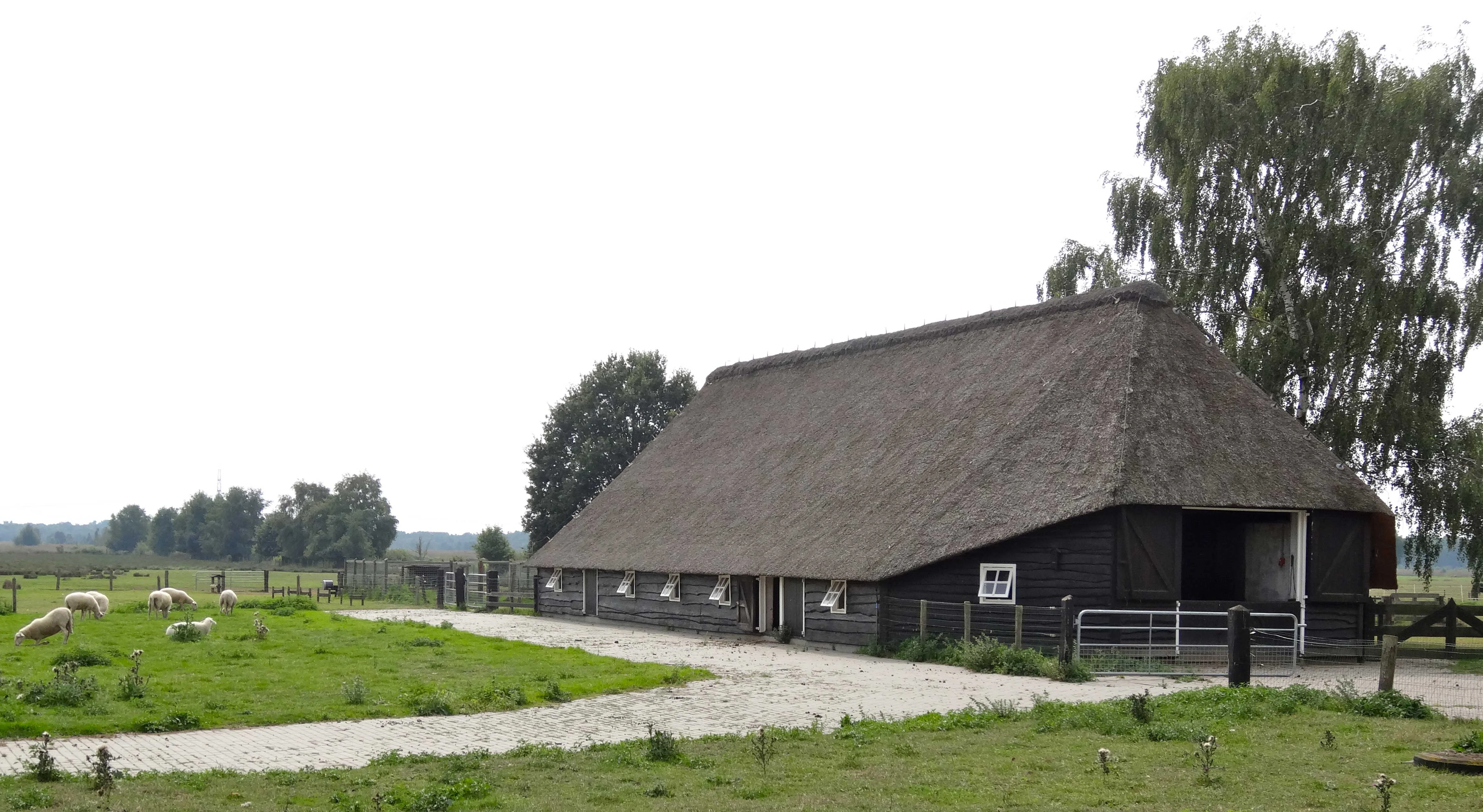 A traditional wooden building with a large thatched roof, known as a sheepfold, stands in a grassy field at the edge of the Wierdense Veld nature reserve, with sheep grazing in the distance.