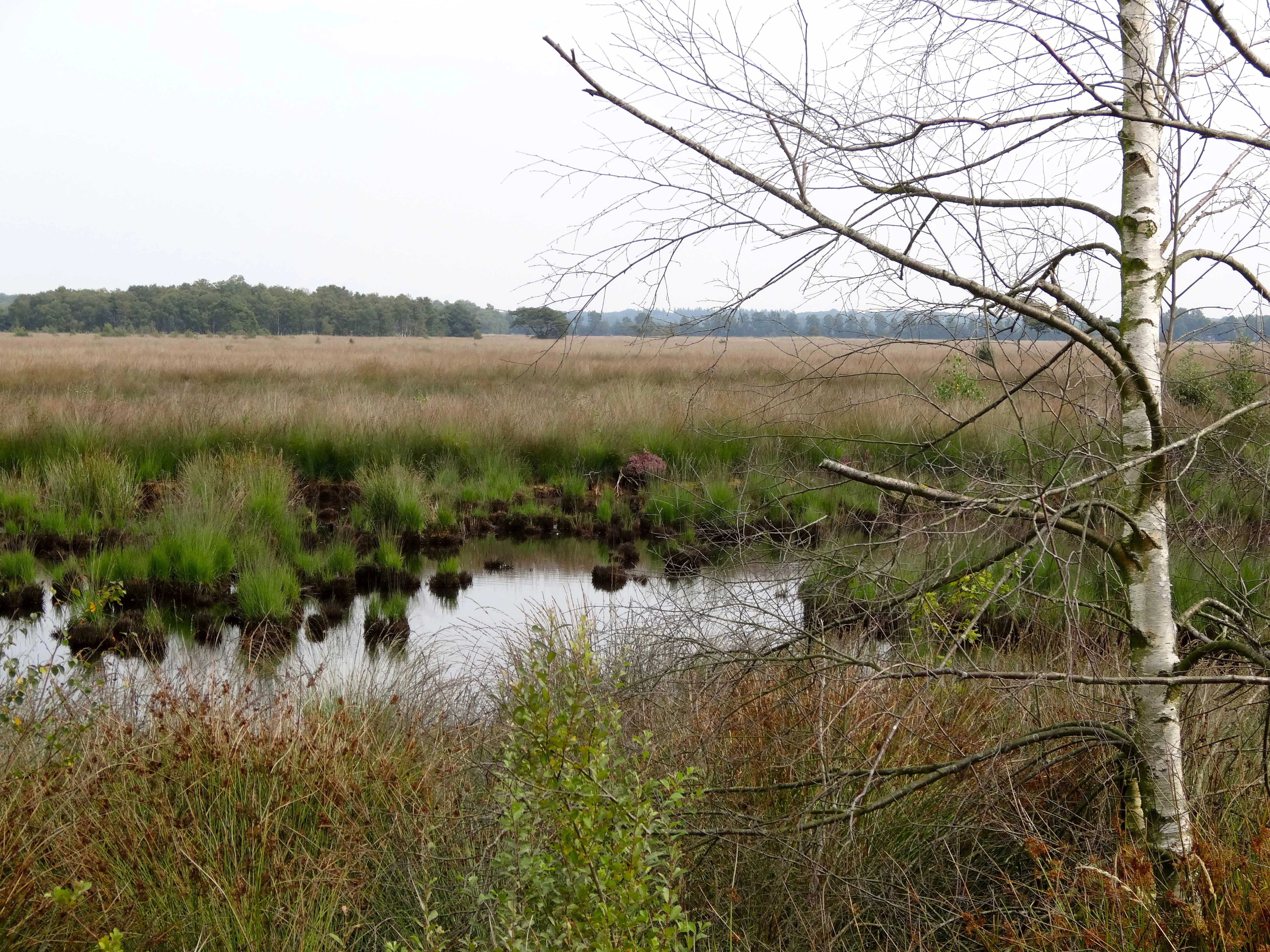 A landscape view of Wierdense Veld showing a small pond with grassy hummocks in the foreground, surrounded by open heathland and birch trees under an overcast sky.
