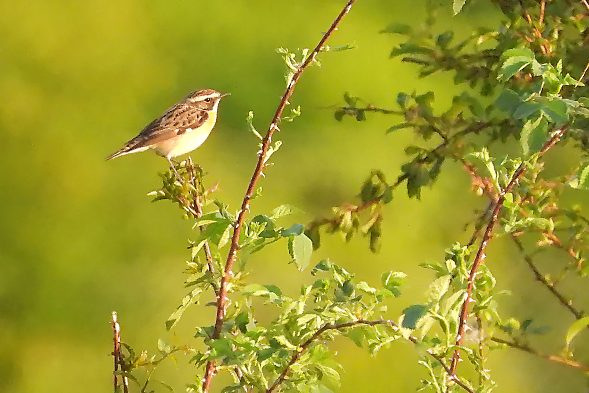A small whinchat bird with brown and white plumage perched on a green shrub against a soft, out-of-focus background.