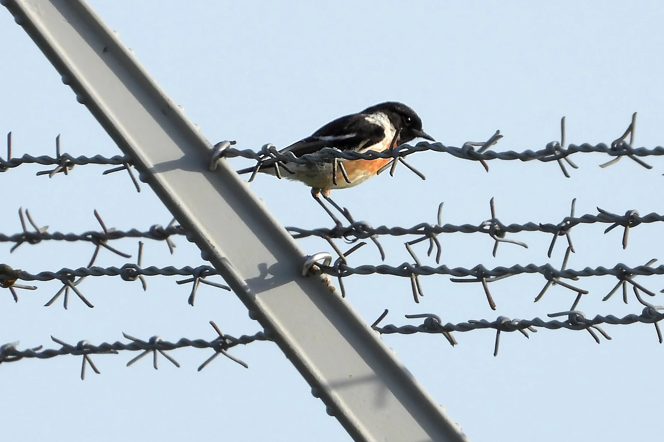 A male common stonechat bird perched on horizontal strands of barbed wire against a clear sky.