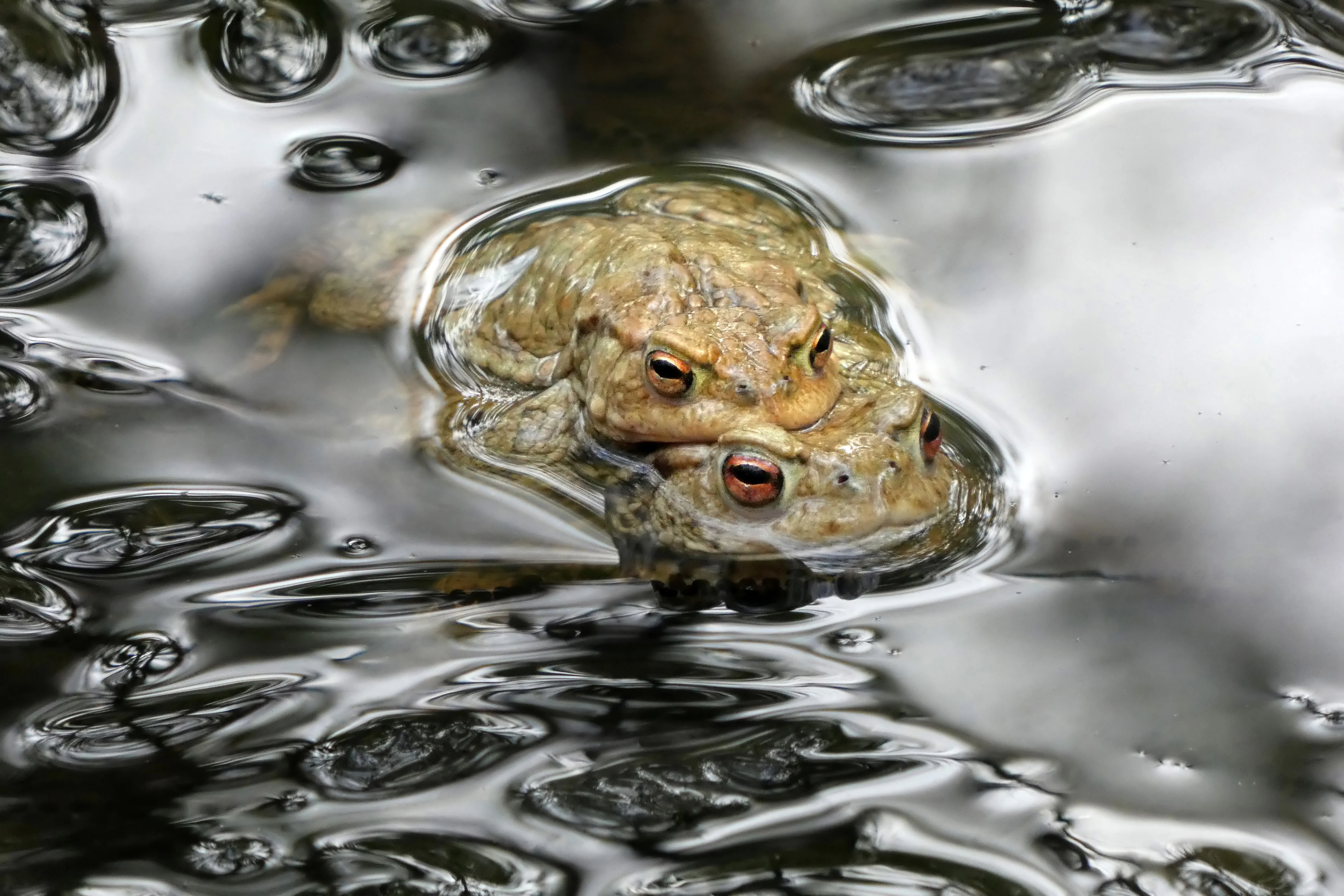 Two toads in amplexus floating in dark, rippled water.