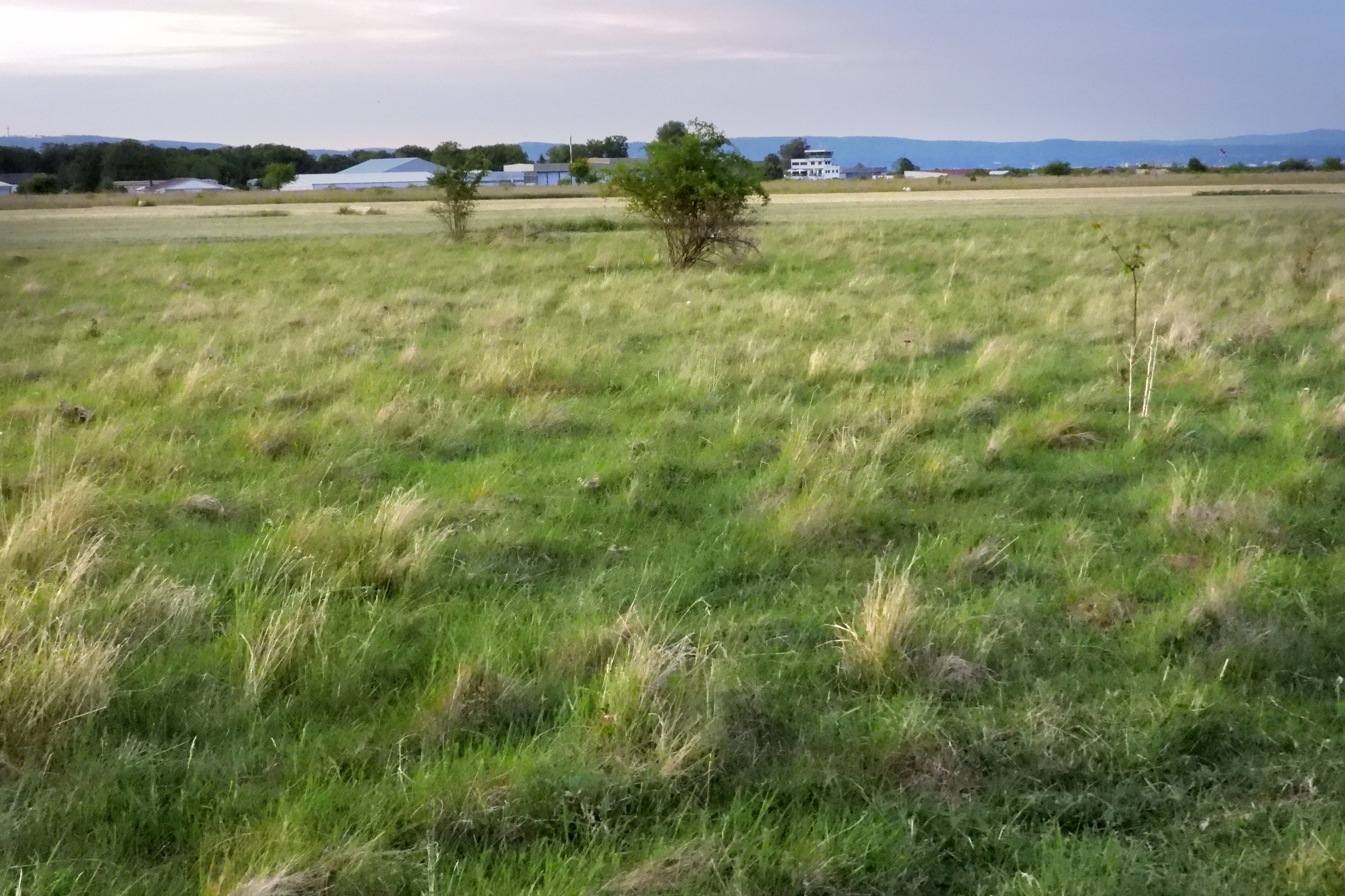 A wide view of a grassy meadow with patches of dry grass, scattered small shrubs, and distant airfield buildings under a clear sky.