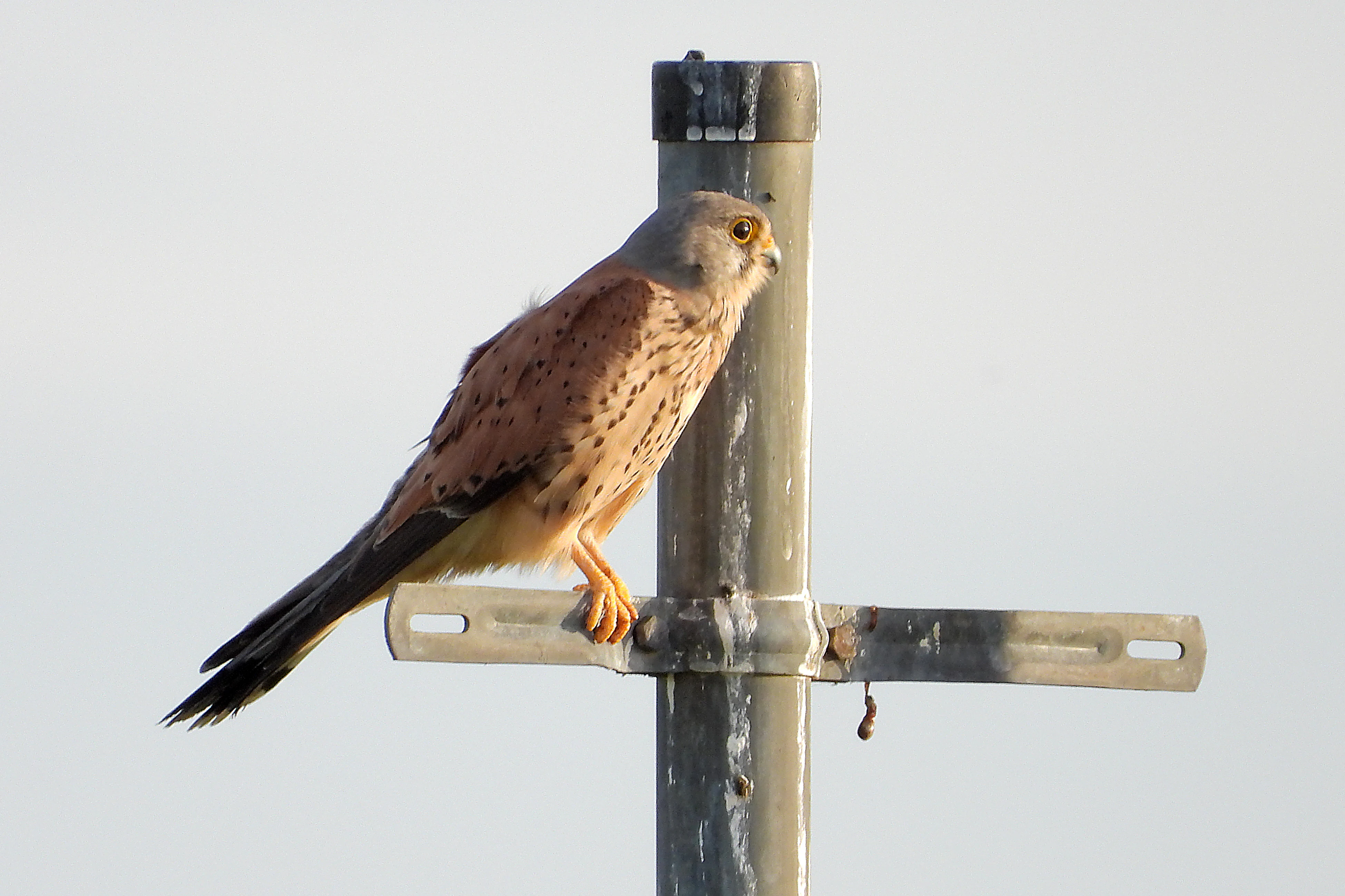 A common kestrel standing on a metallic post, viewed in profile against a light background.