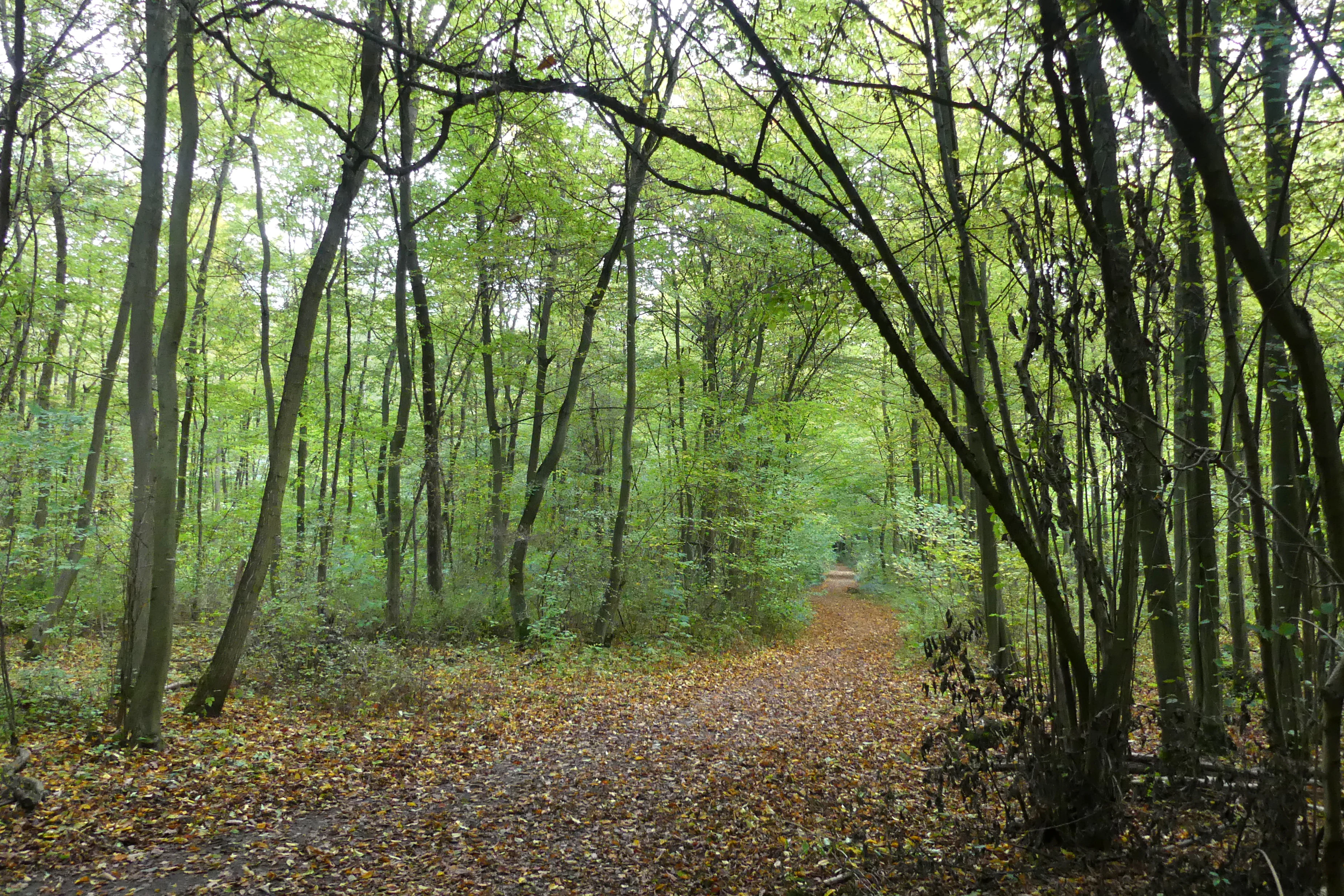 A dirt hiking trail leads into the distance through a dense, green forest with autumn leaves scattered on the ground.