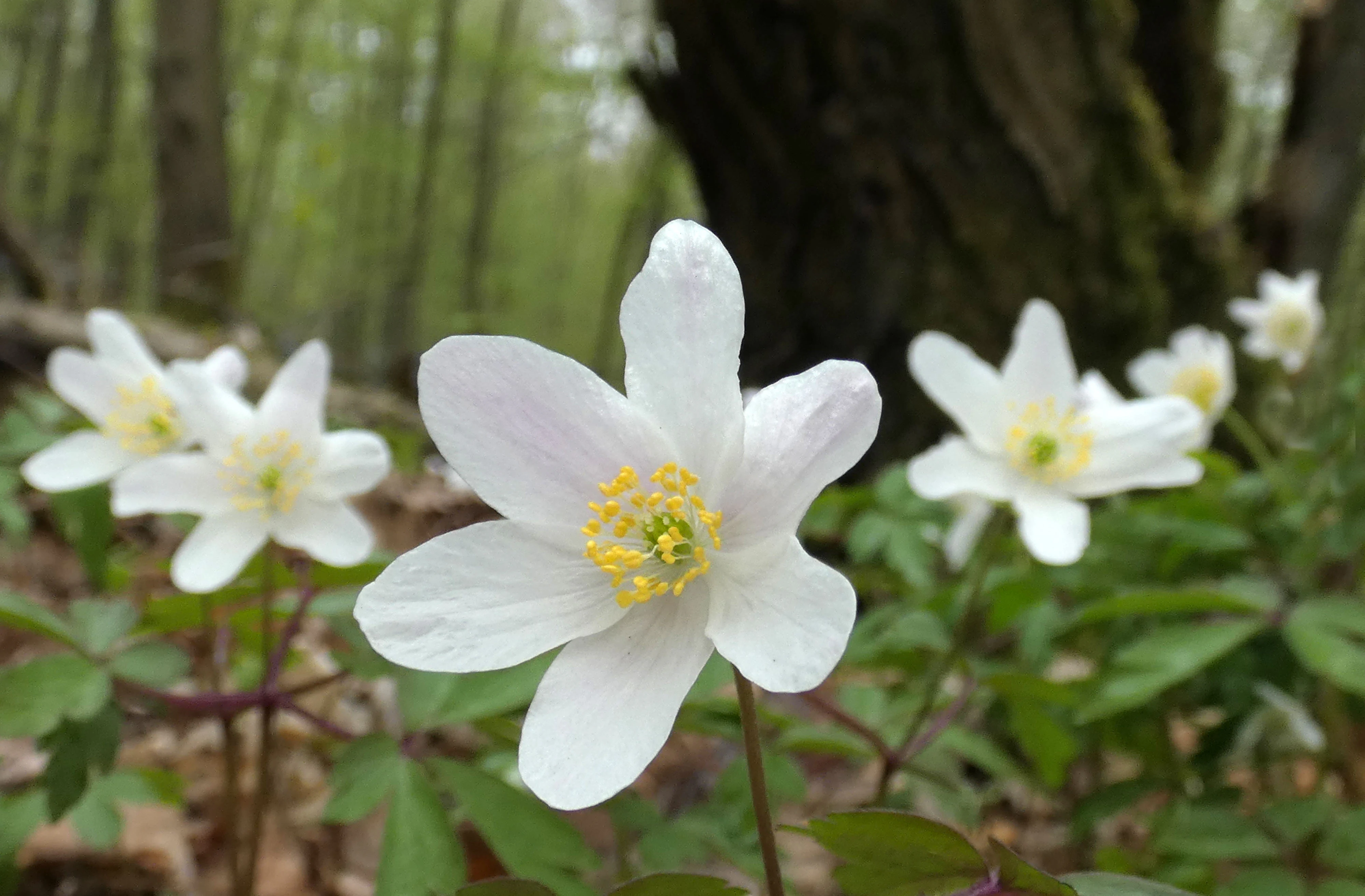 A cluster of white wood anemone flowers in bloom on a forest floor, with a blurred dark tree trunk in the background.