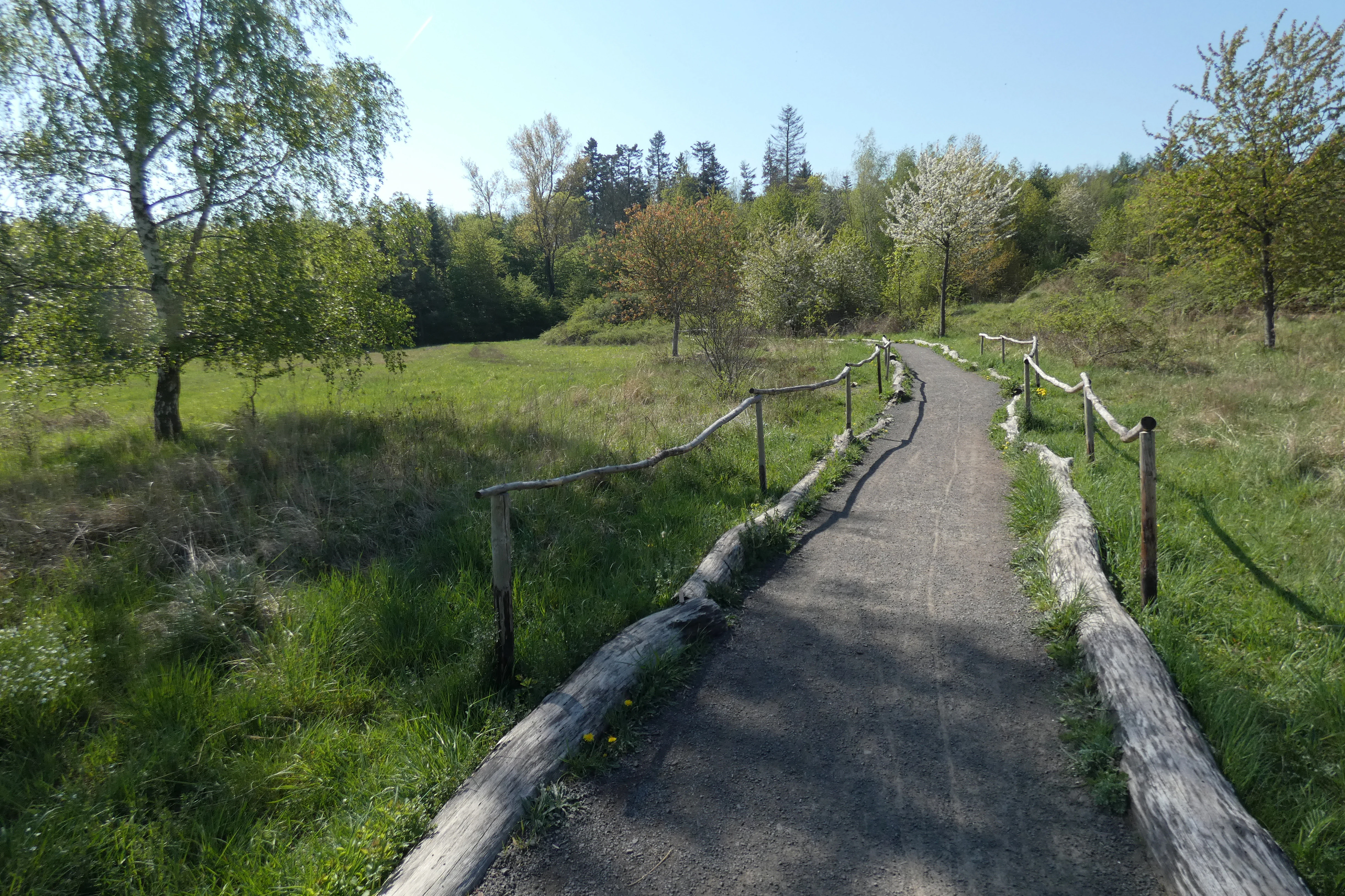 A gravel path for hikers winds through a green meadow with scattered trees and a wooden fence on either side in the Ober-Olmer Wald.