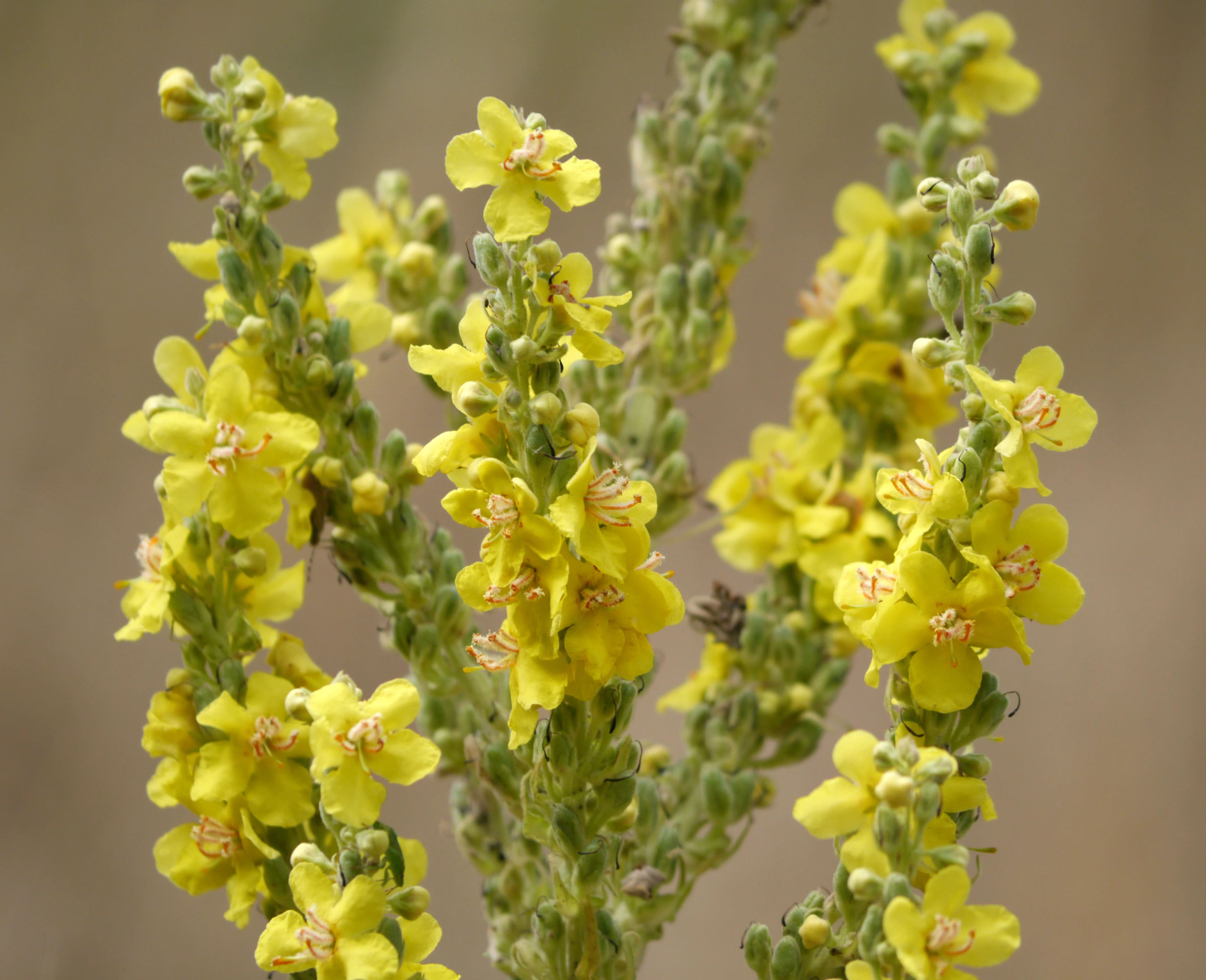 Close-up of a Black Mullein plant with vibrant yellow flowers and unopened green buds against a blurred natural background.