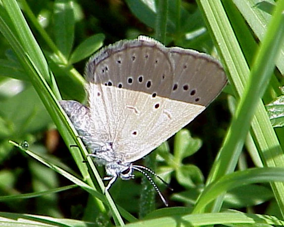 A close-up view of a dusky blue butterfly with black spots on its wings resting on green grass blades.