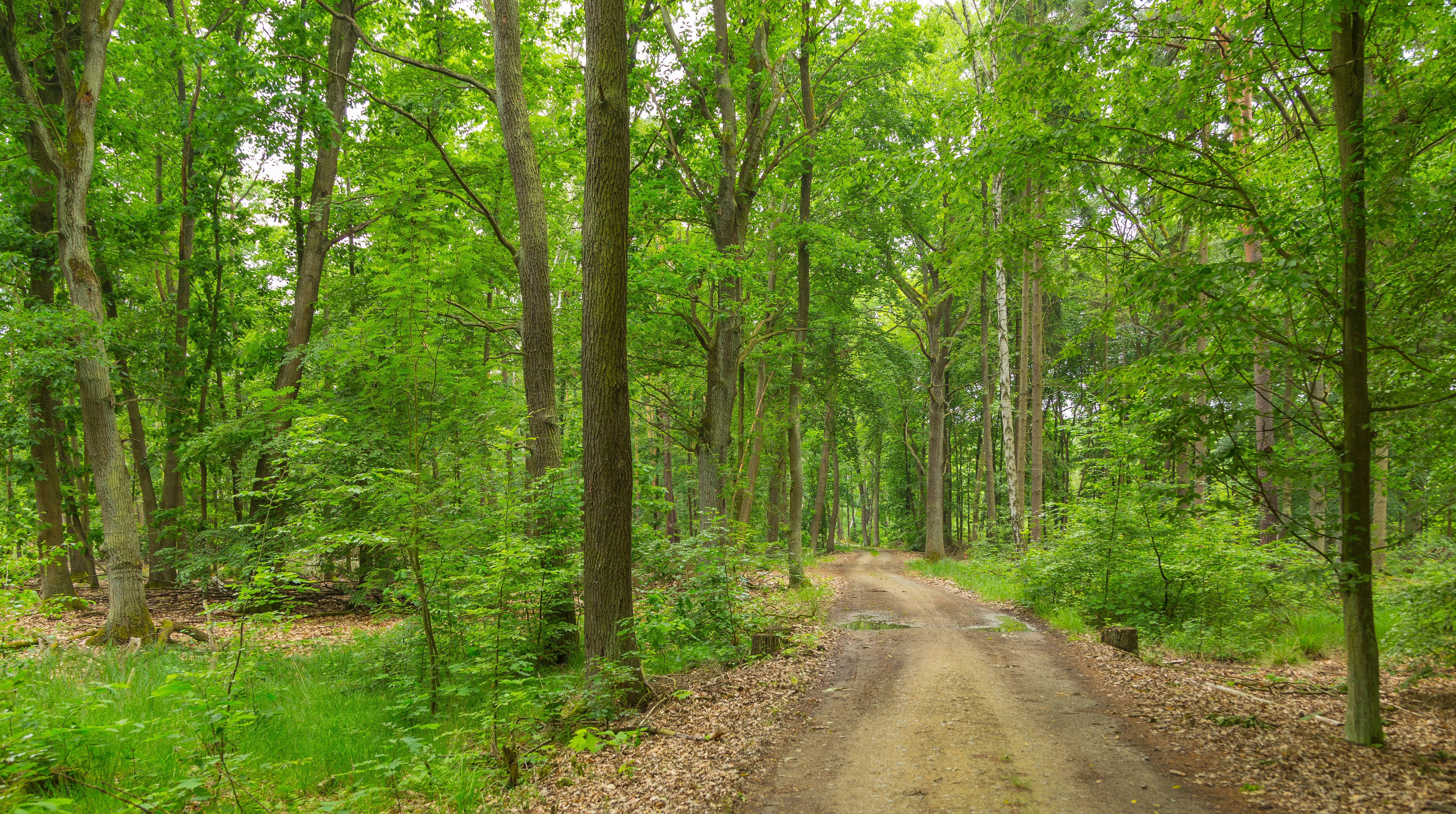 A dirt path leading into a dense deciduous forest with bright green leaves and tall tree trunks.