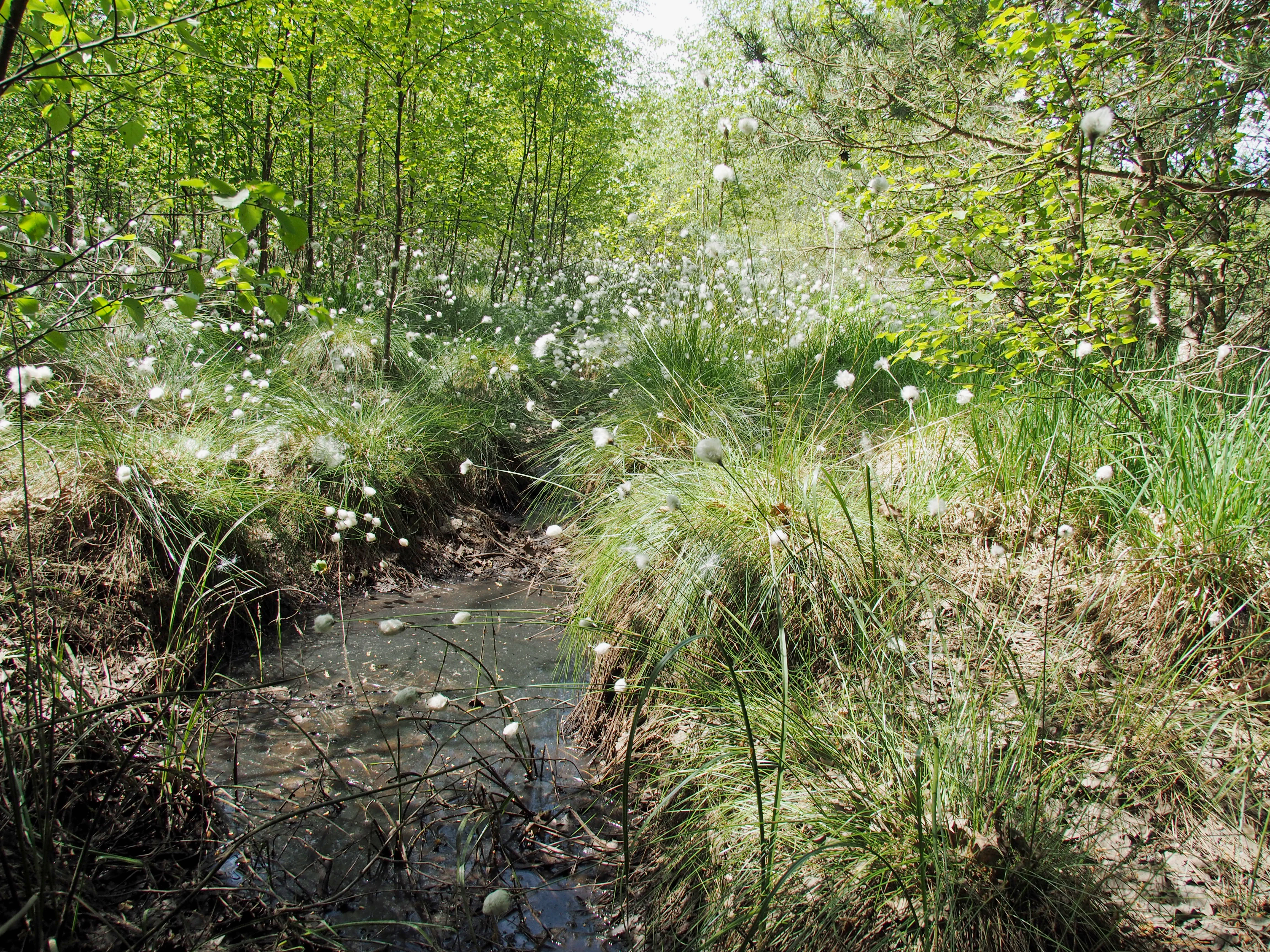 A small stream flowing through a wetland area filled with white, tufted cottongrass and surrounded by young birch trees.