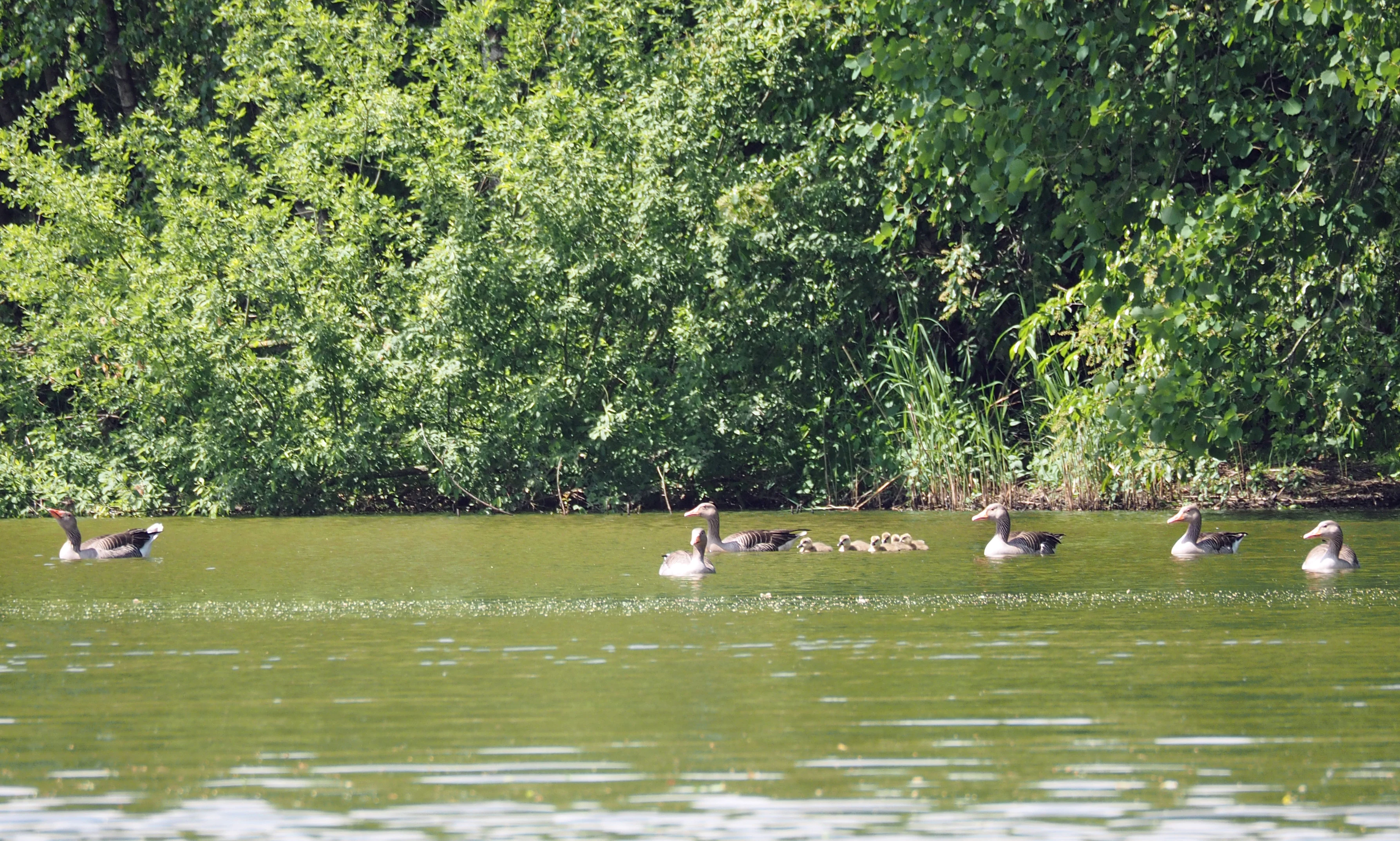 A group of greylag geese swimming in a green pond with a dense green tree line in the background.