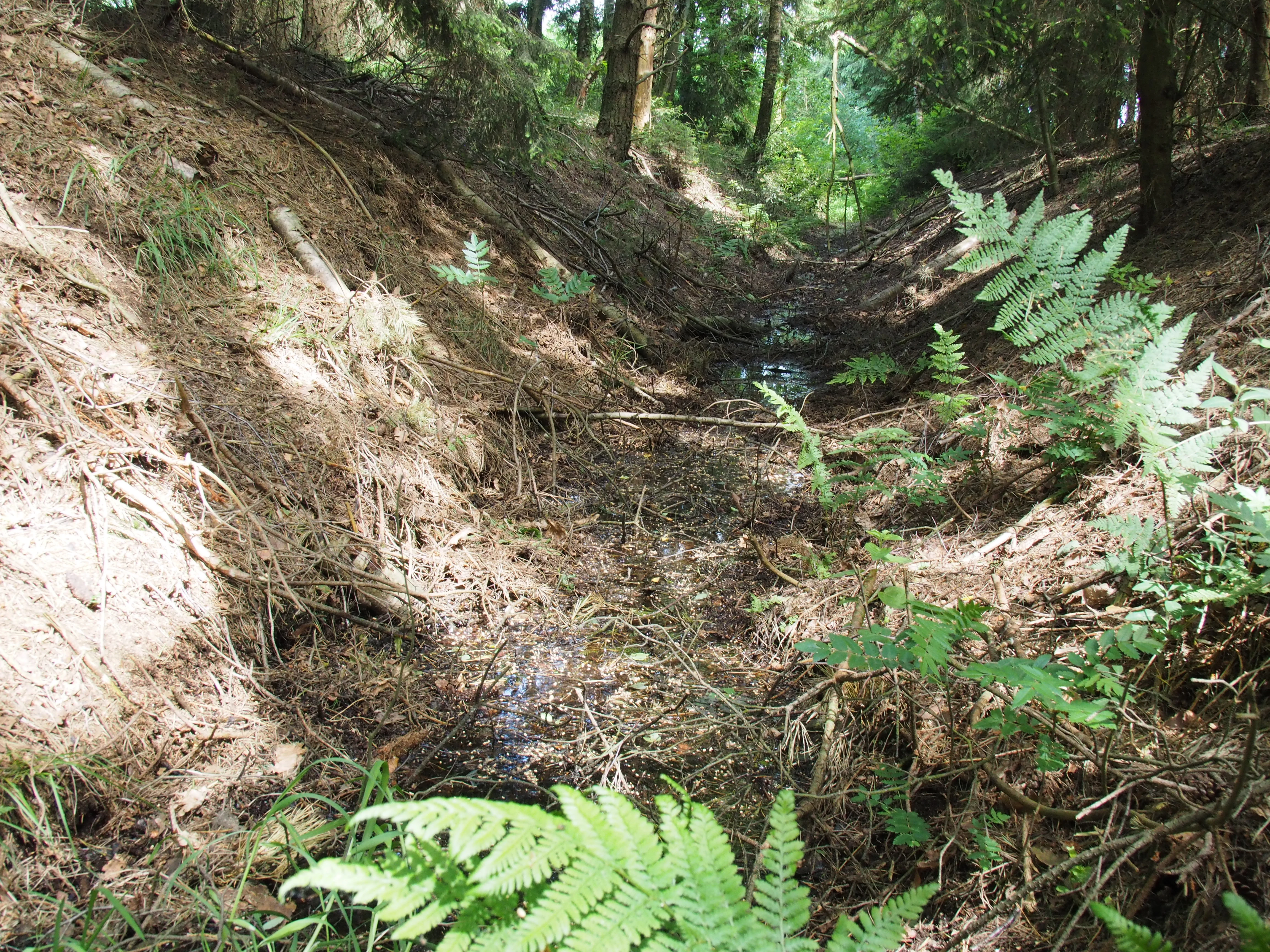 A narrow, shallow drainage ditch runs through a wooded area with earthen banks, ferns, and forest floor debris.
