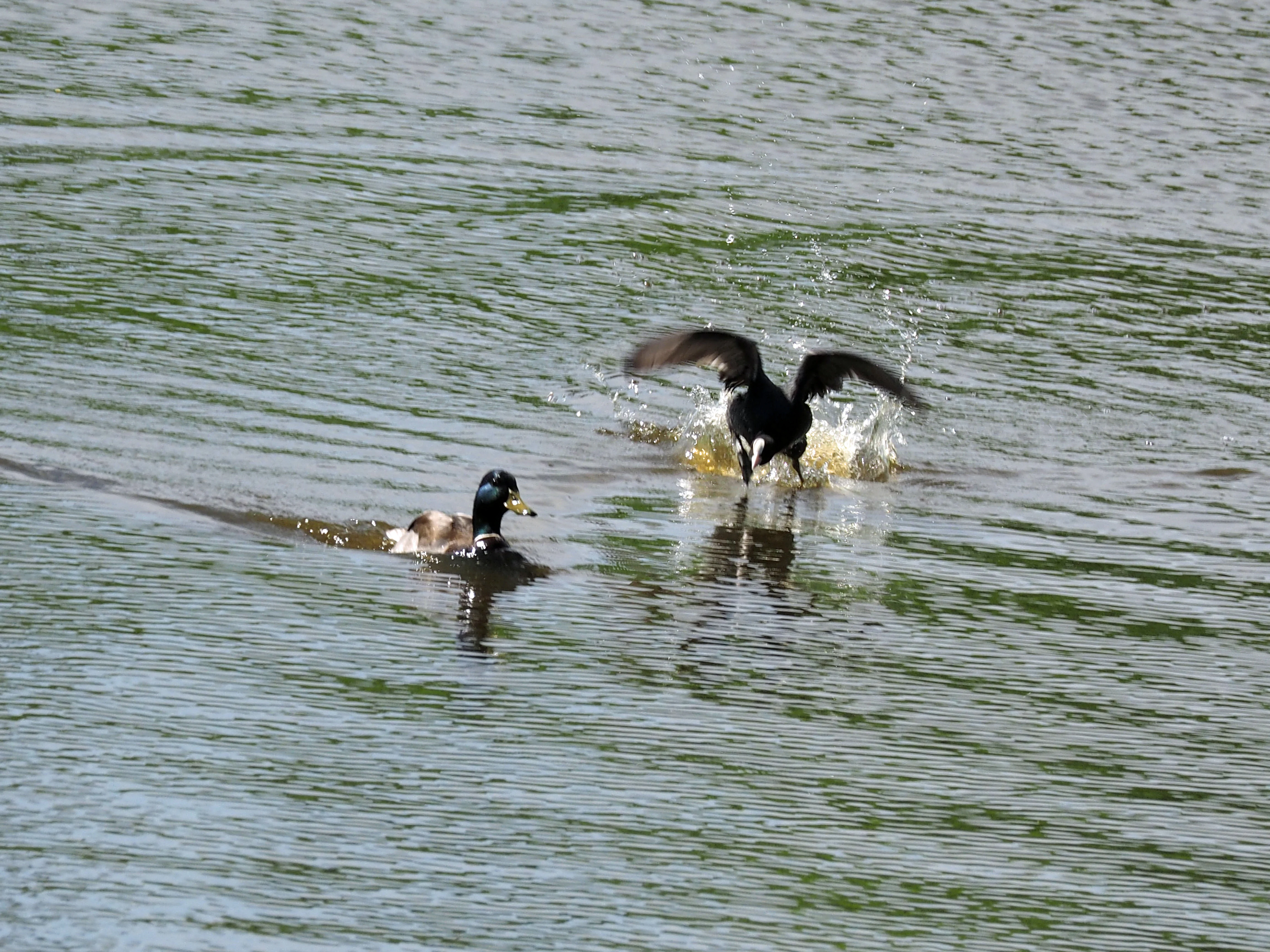 A mallard drake swims in the water while a common coot flaps its wings nearby, creating a splash.