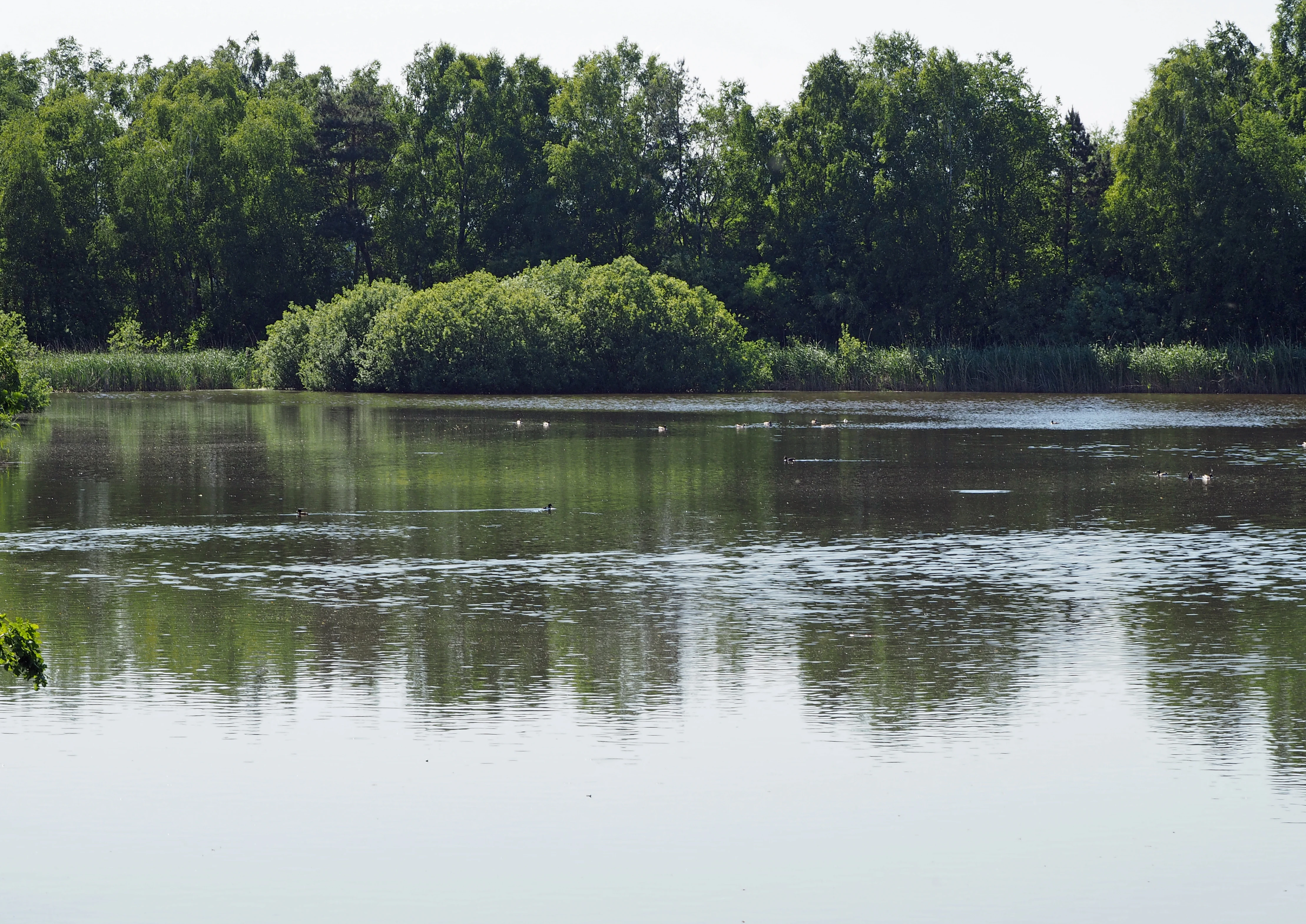 A calm, dark-surfaced pool of water surrounded by dense green trees and vegetation in a wetland environment.