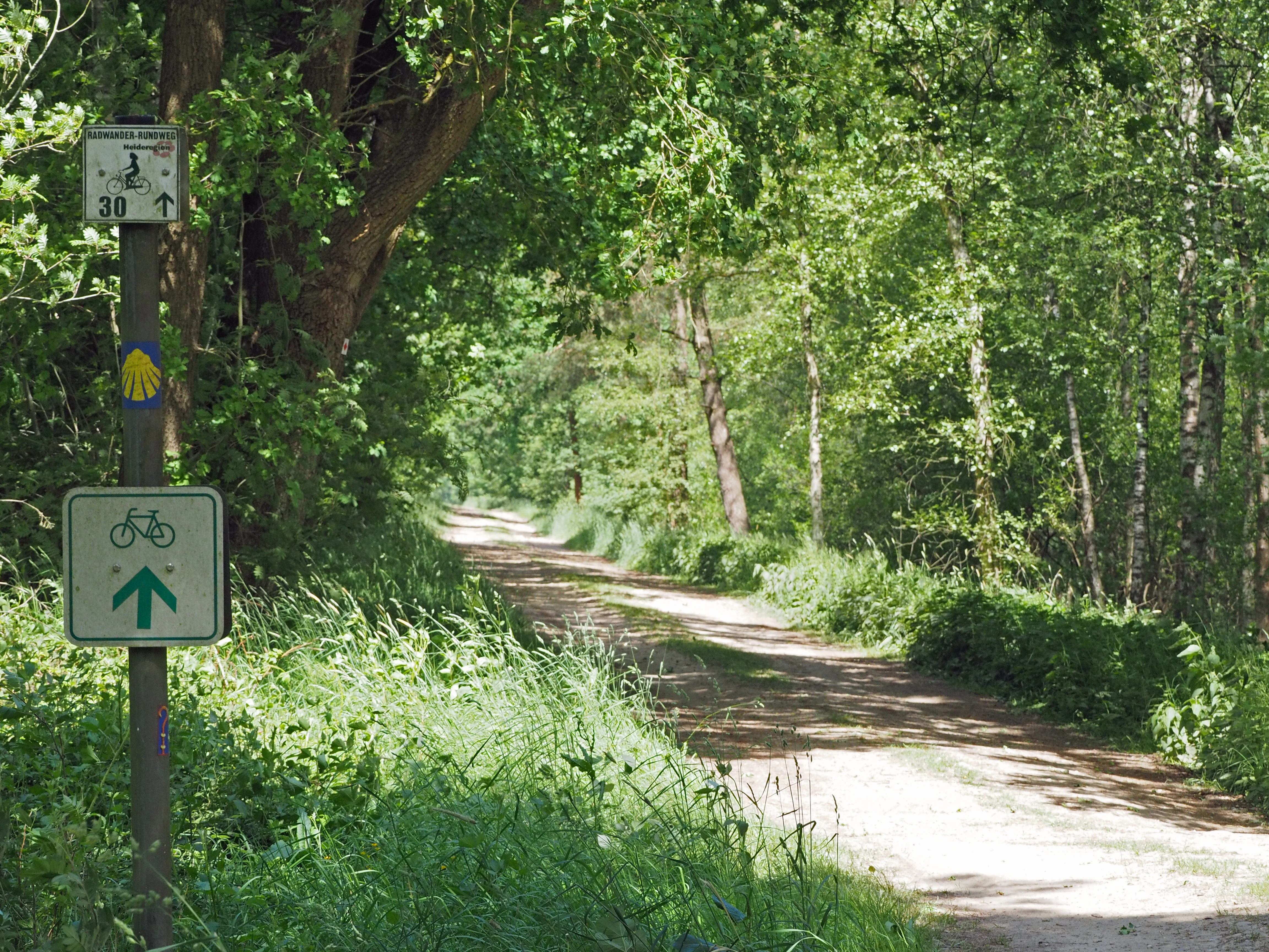 A sandy trail leads into a deciduous forest, with a wooden signpost in the foreground displaying bicycle route symbols and a shell icon.