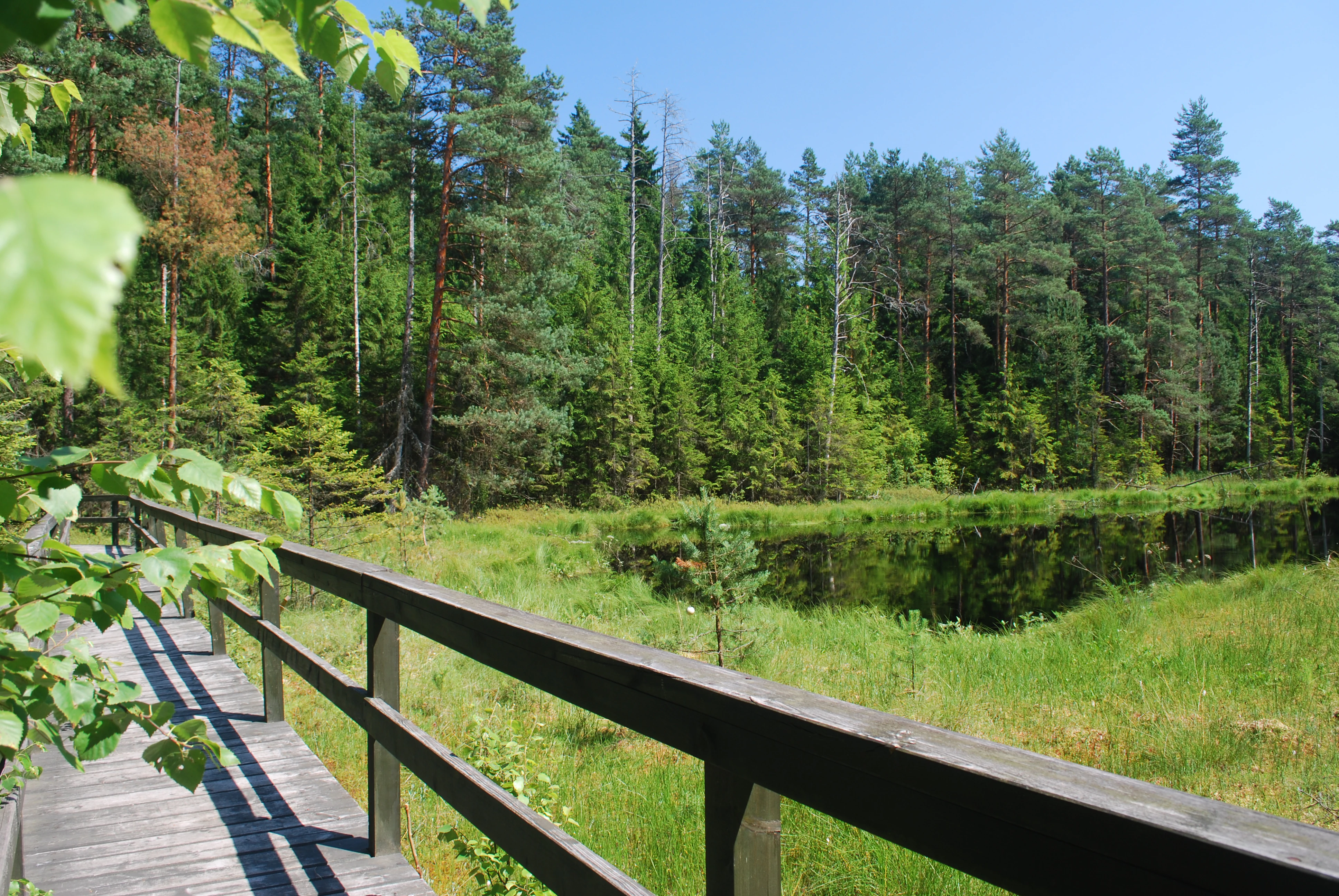 A wooden boardwalk with railings traverses a marshy area near a dark forest lake on a sunny day.