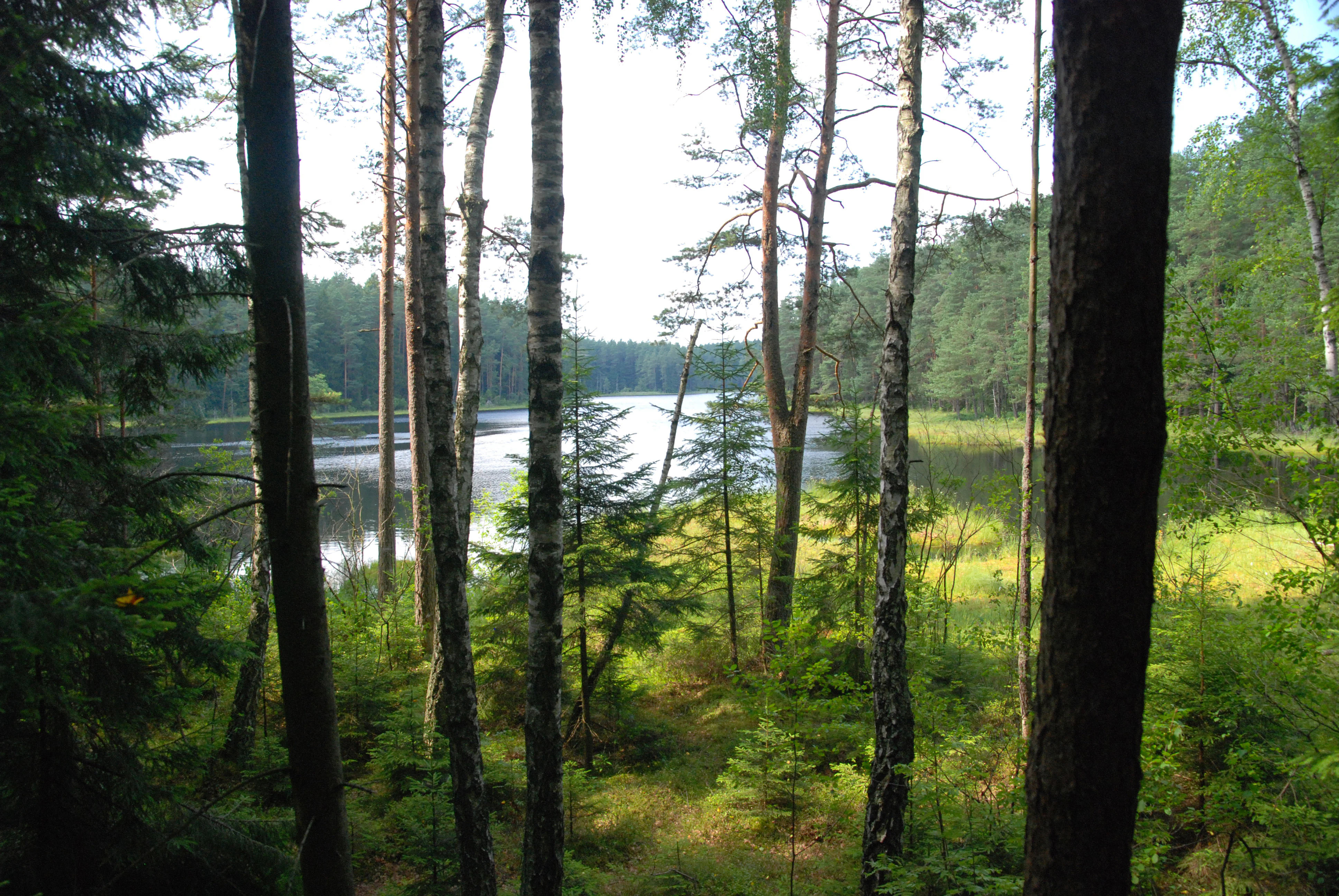 A view through dense forest trees looking out onto a small lake surrounded by peat bog vegetation.
