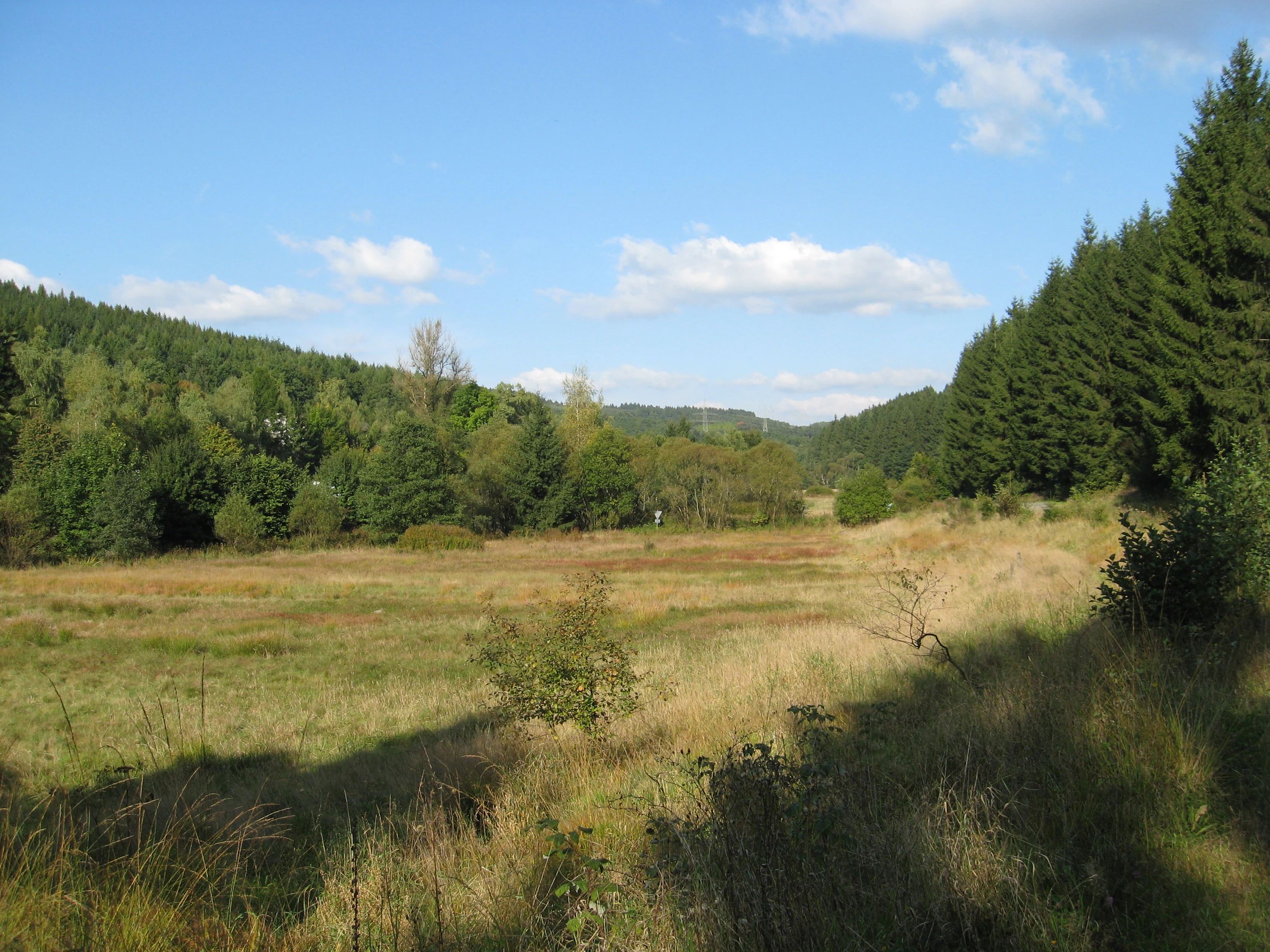 A wide valley floor covered in meadow grass surrounded by dense coniferous and deciduous forests under a blue sky with scattered clouds.