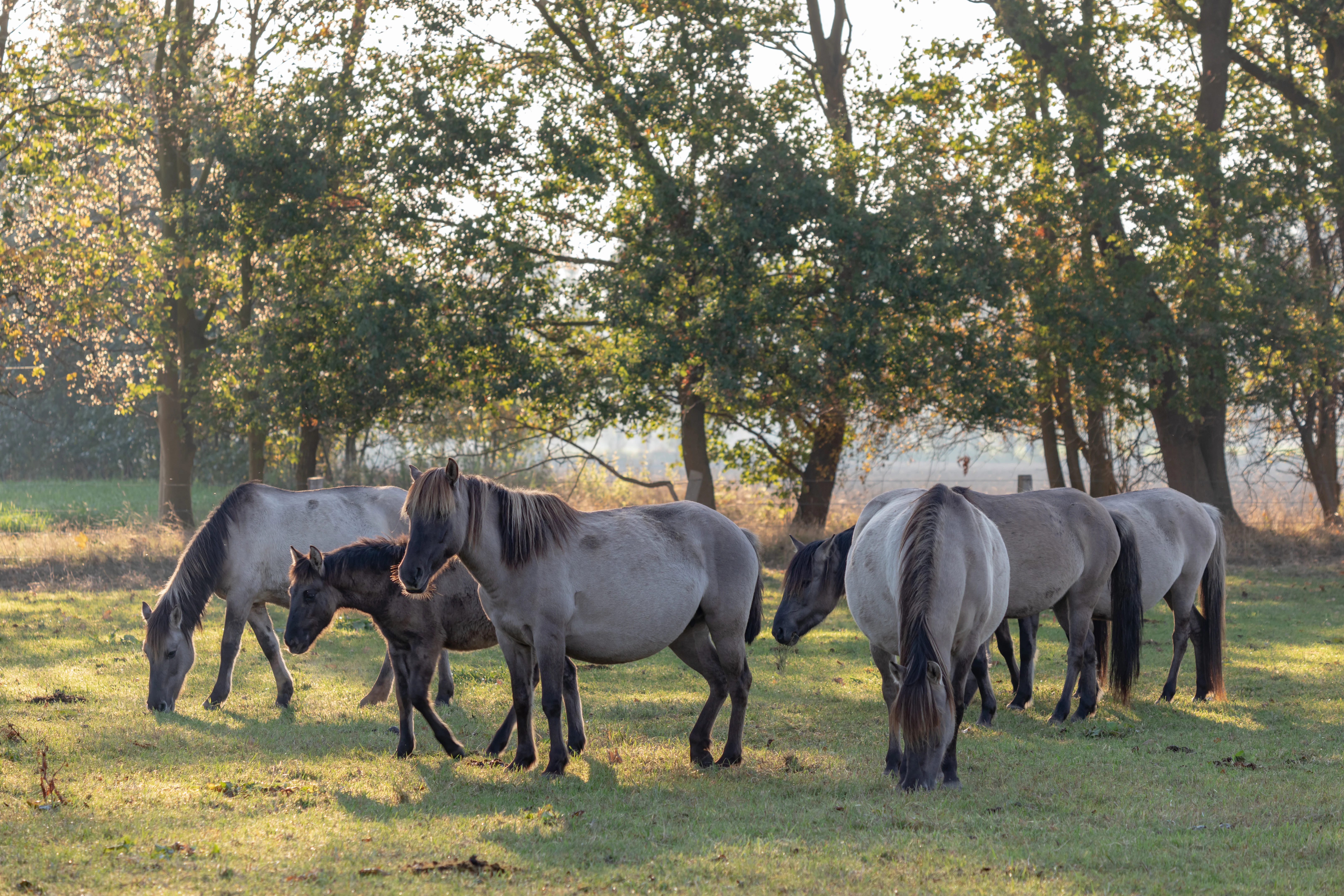 Un grupo de caballos de color claro con crines oscuras pastando en un prado con un bosquecillo de árboles al fondo.