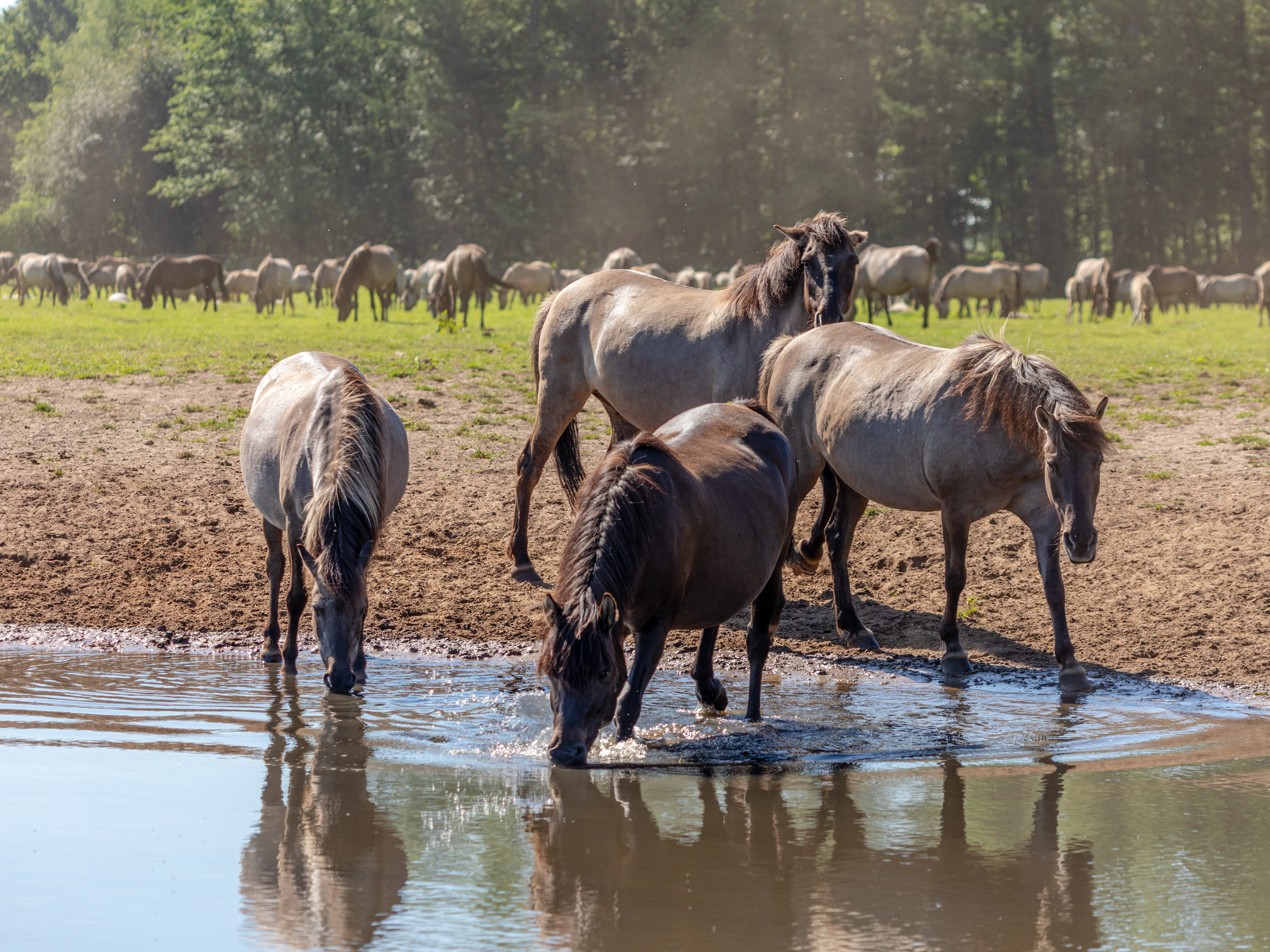 Un grupo de ponis de Dülmen, con tres individuos en primer plano bebiendo de un charco de agua poco profundo; una manada más grande de caballos pastorea en la pradera iluminada por el sol al fondo, contra una línea de árboles.