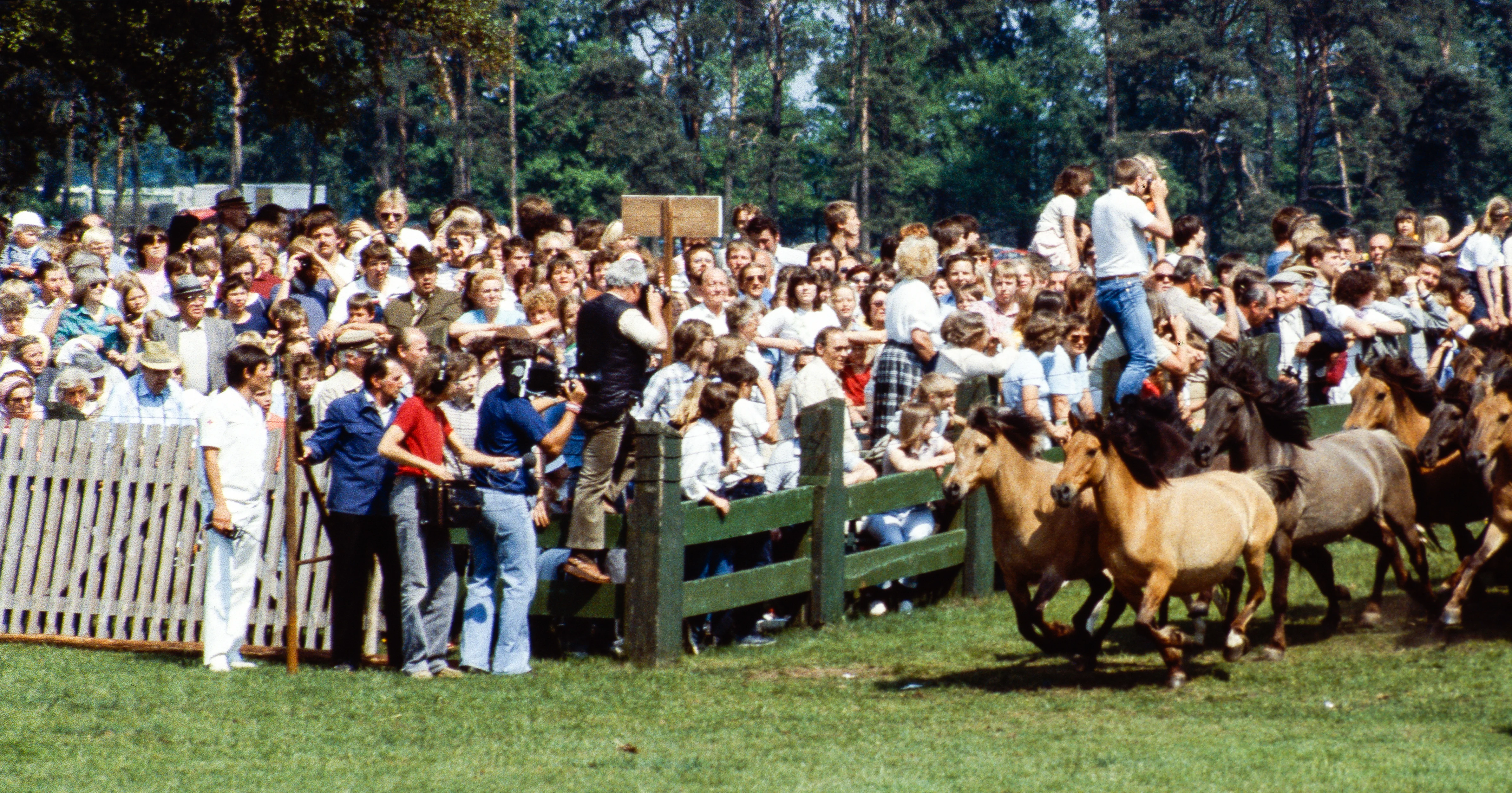 Una multitud de espectadores observa cómo varios caballos salvajes marrones pasan corriendo junto a una valla de madera en un campo, captados durante un evento anual de regulación de la manada.