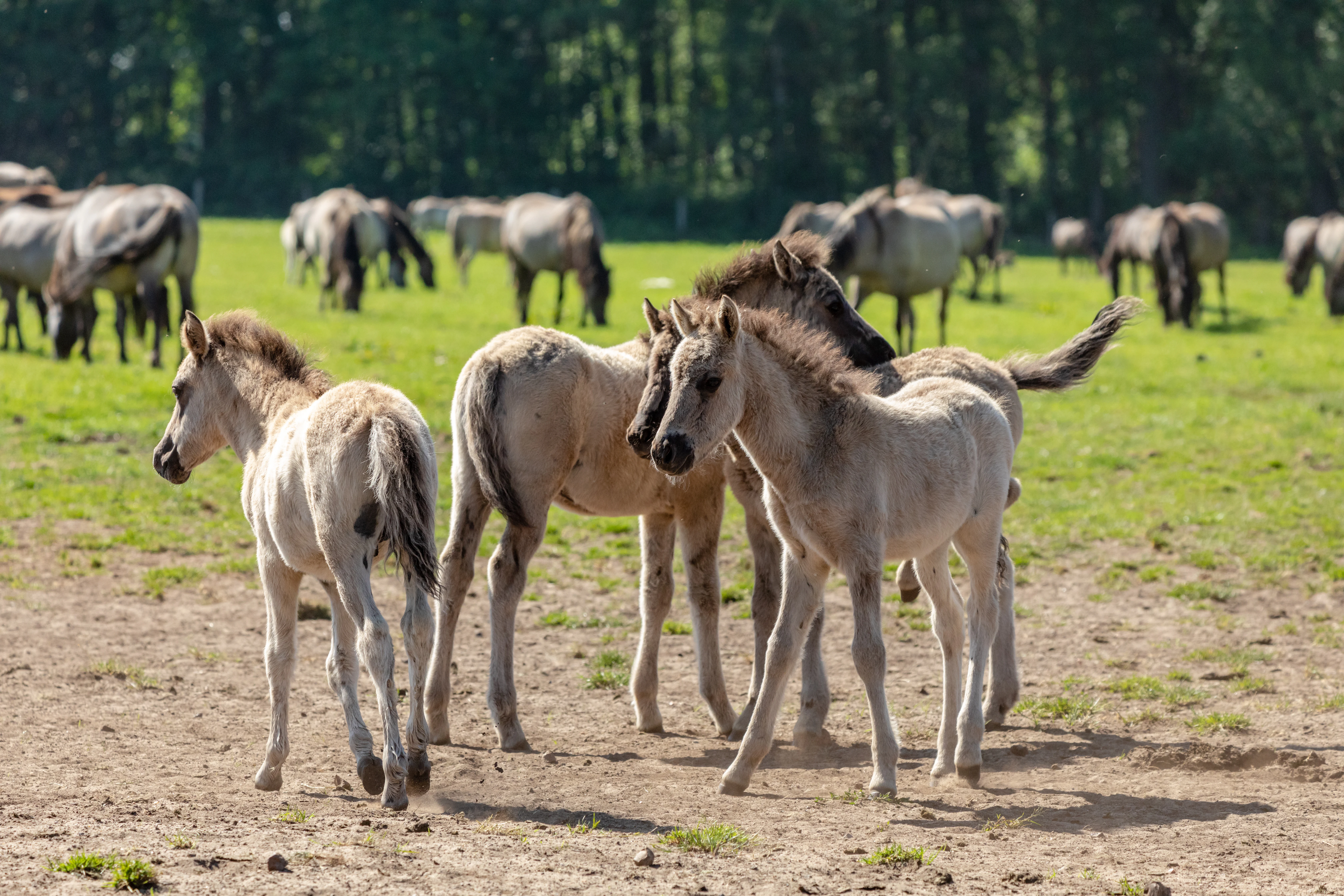 Un grupo de caballos Dülmen jóvenes y de pelaje claro en primer plano, de pie sobre hierba seca, con una manada más grande pastando al fondo contra una hilera de árboles verdes.