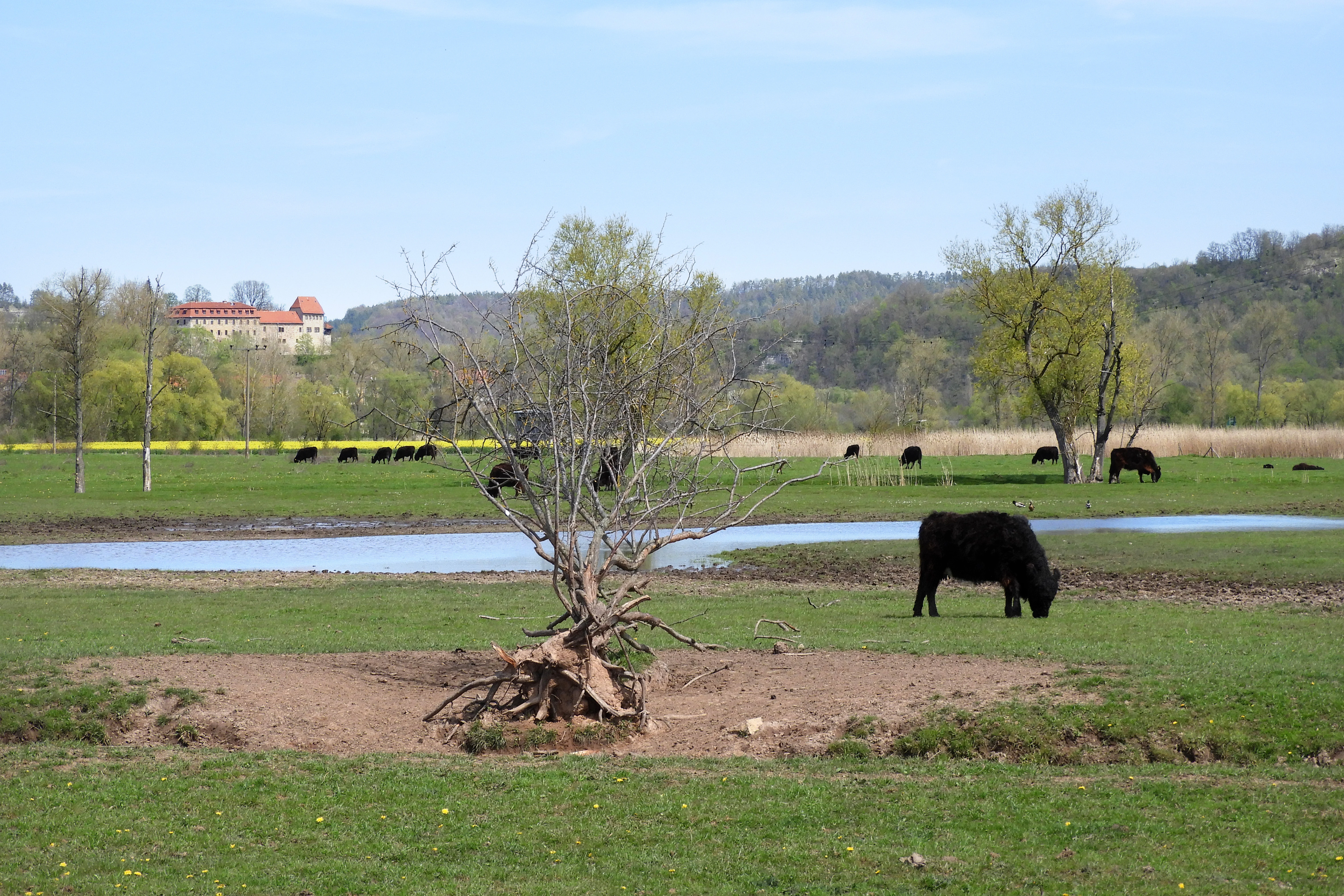 Werra floodplain near Wilhelmsglücksbrunn