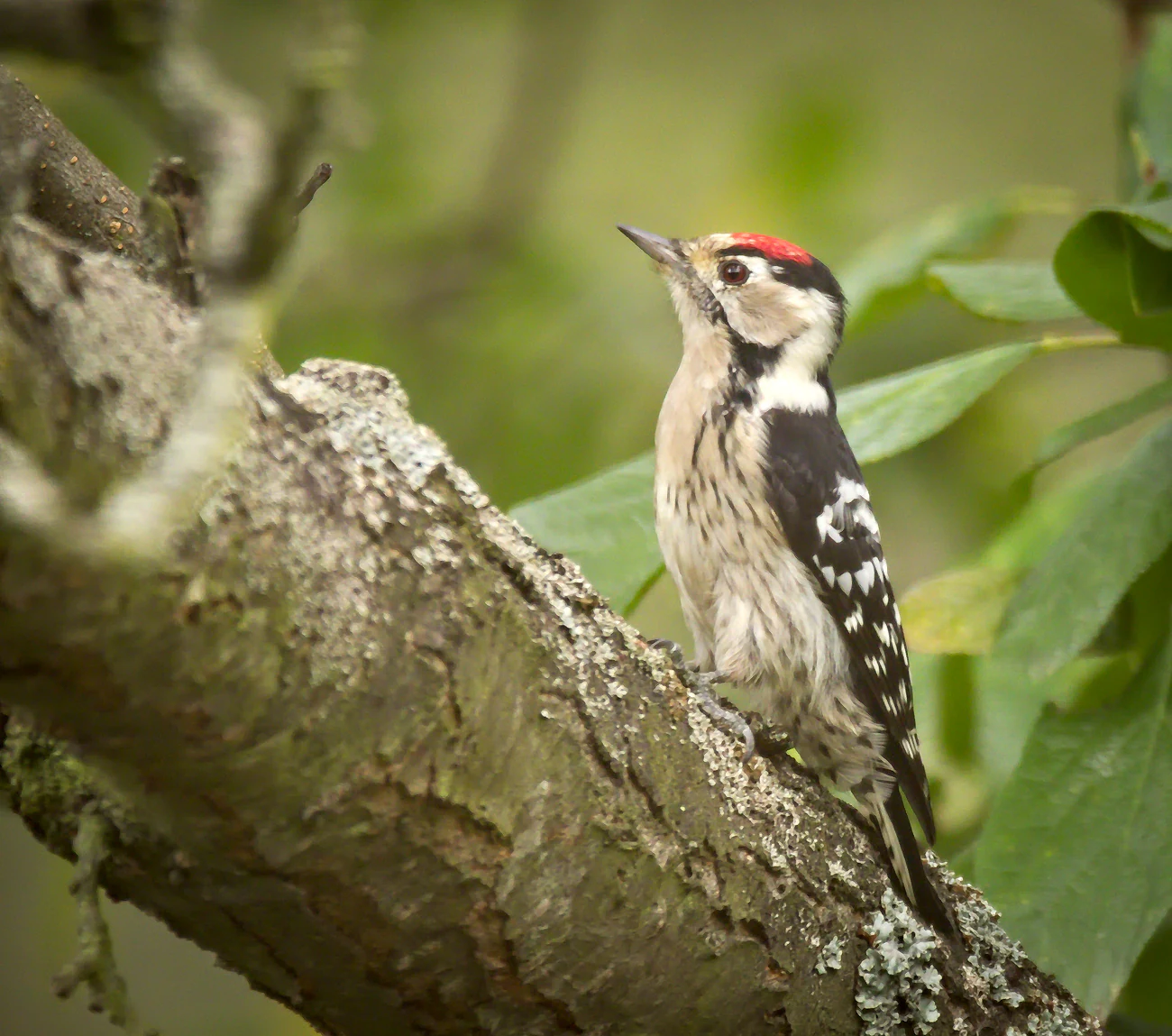 A small male lesser spotted woodpecker with a distinctive red crown and black and white patterned feathers perched on a weathered, mossy tree branch, looking upwards.