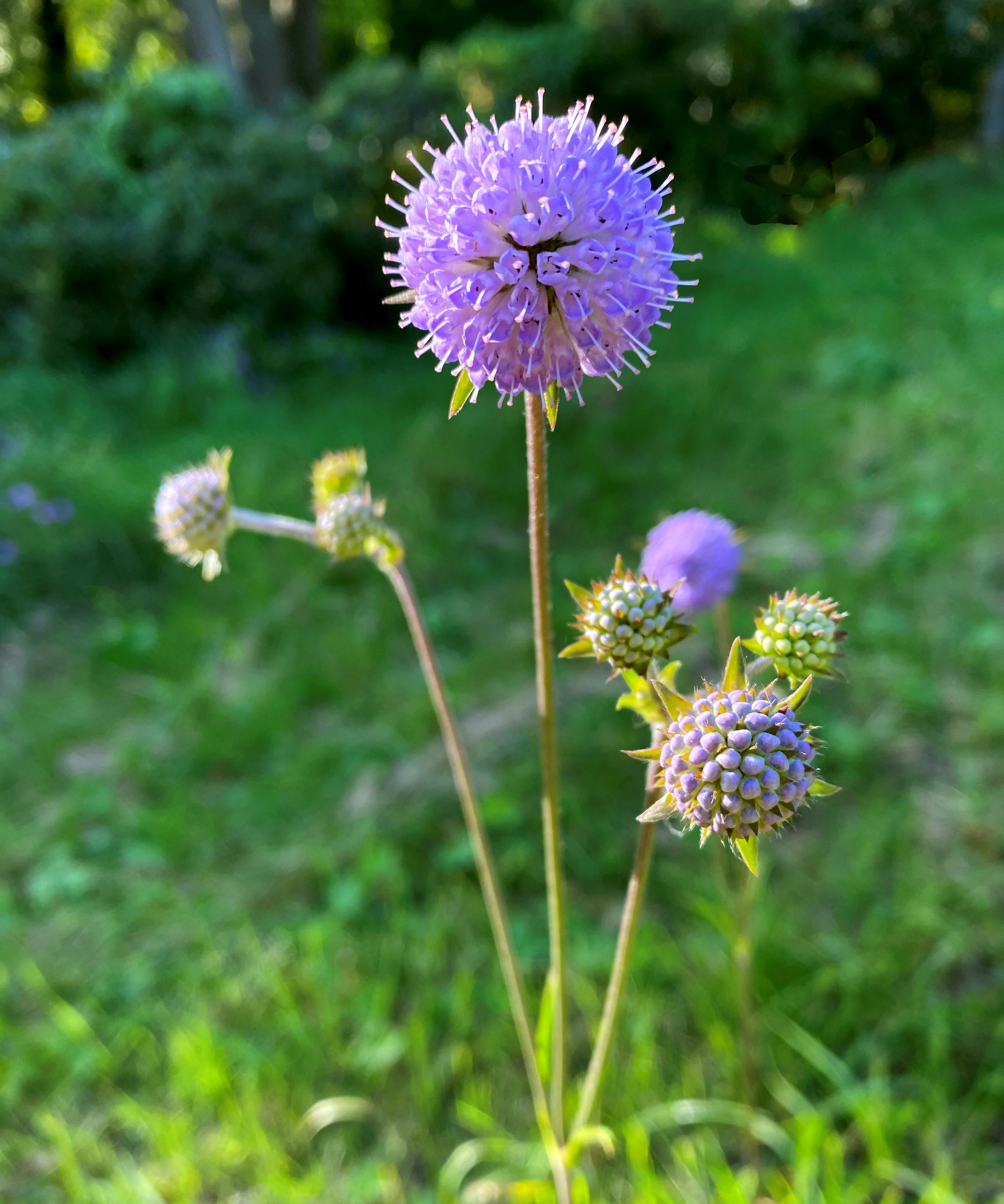 A close up view of several purple globe-shaped flower heads of a Succisa pratensis plant growing in a grassy meadow.