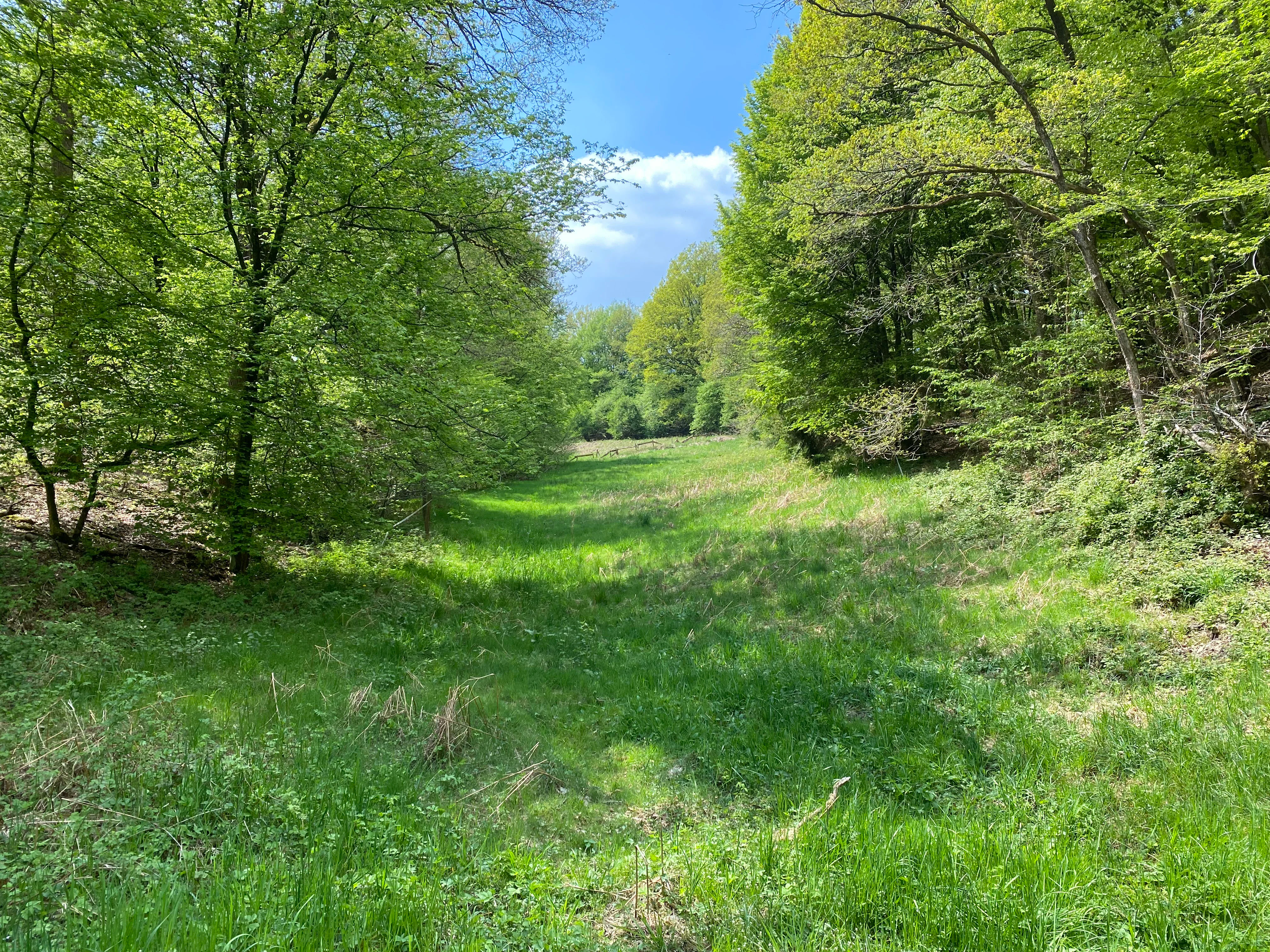 A green, grassy meadow stretch narrowing into a distance, surrounded by thick deciduous trees with fresh spring foliage under a partly cloudy blue sky.